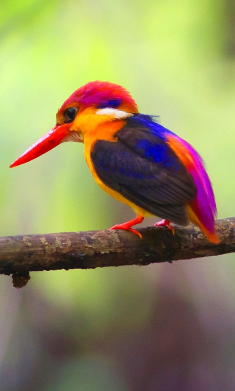 Download mobile wallpaper Kingfisher, Birds, Animal for free.