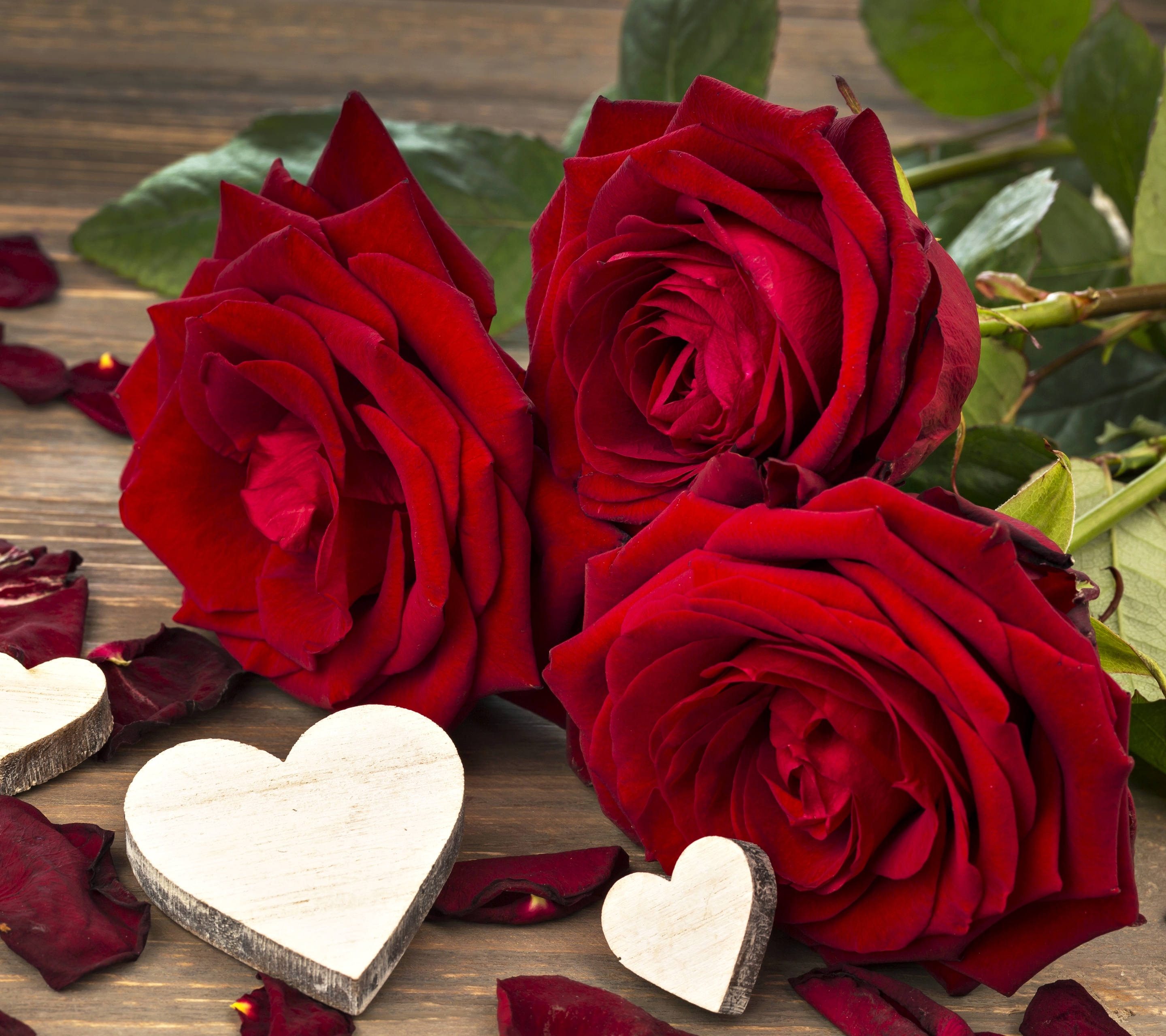 Baixar papel de parede para celular de Flores, Rosa, Amor, Flor, Rosa Vermelha, Romântico, Flor Vermelha, Terra/natureza gratuito.