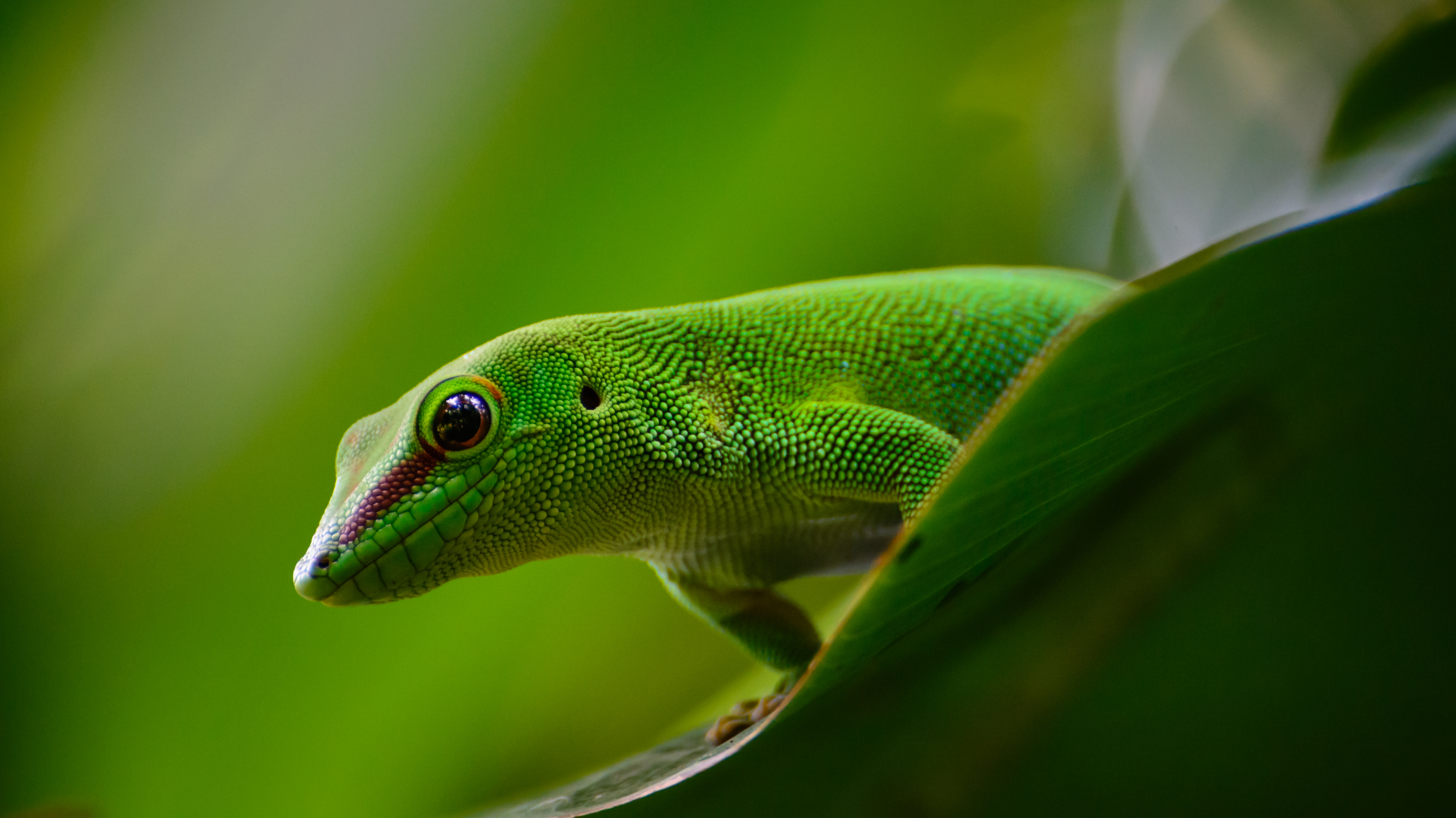 120315 baixar papel de parede animais, verde, lagarto, réptil, gecko, lagartixa - protetores de tela e imagens gratuitamente