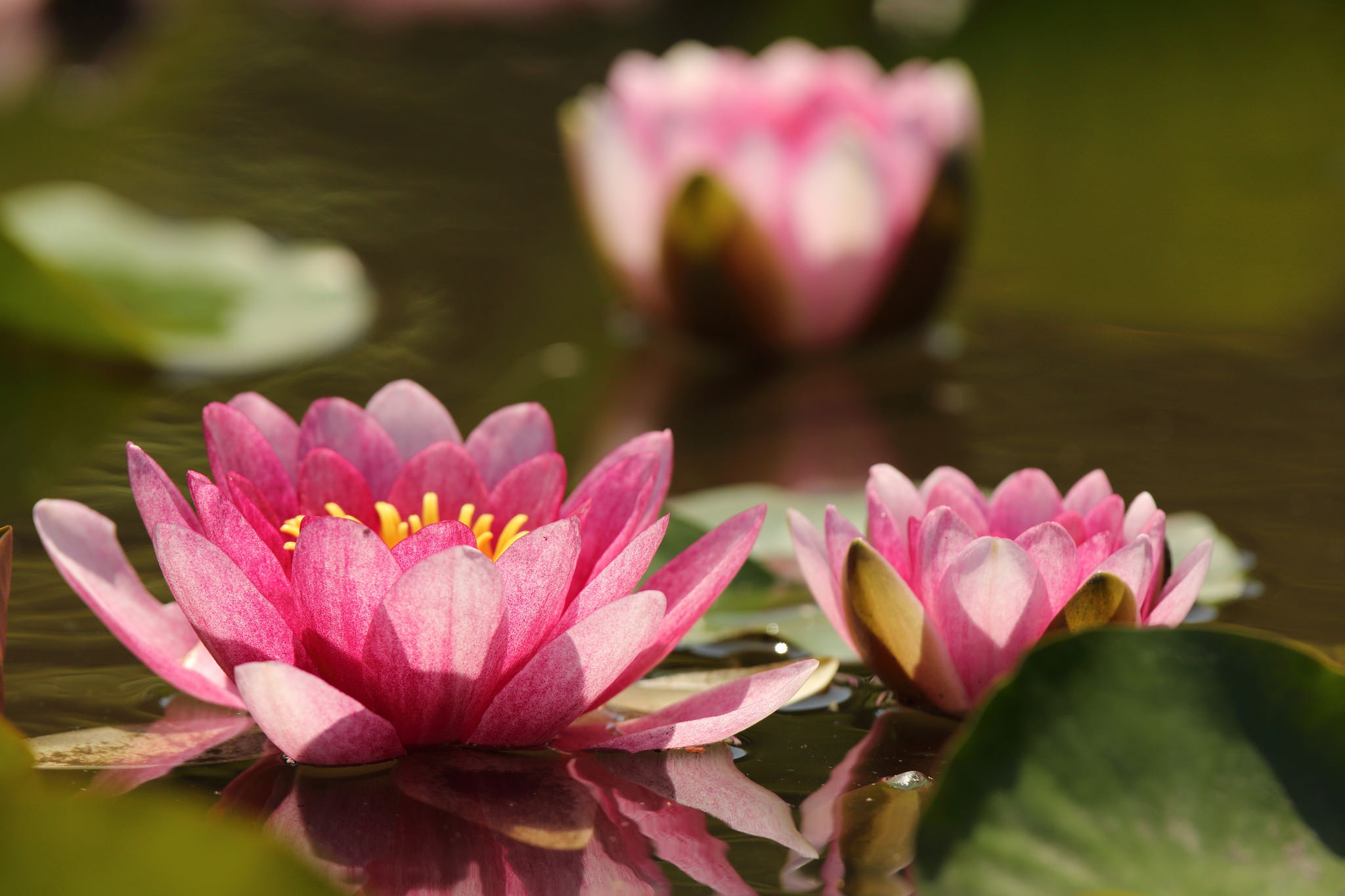 Download mobile wallpaper Nature, Flowers, Flower, Earth, Water Lily, Pink Flower for free.