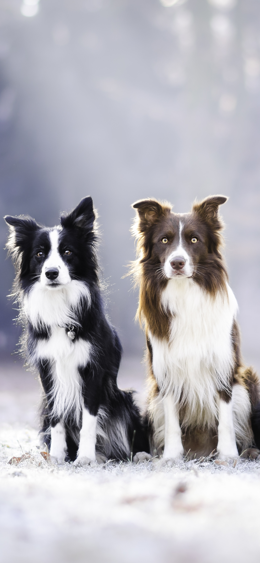 Handy-Wallpaper Tiere, Hunde, Hund, Border Collie kostenlos herunterladen.