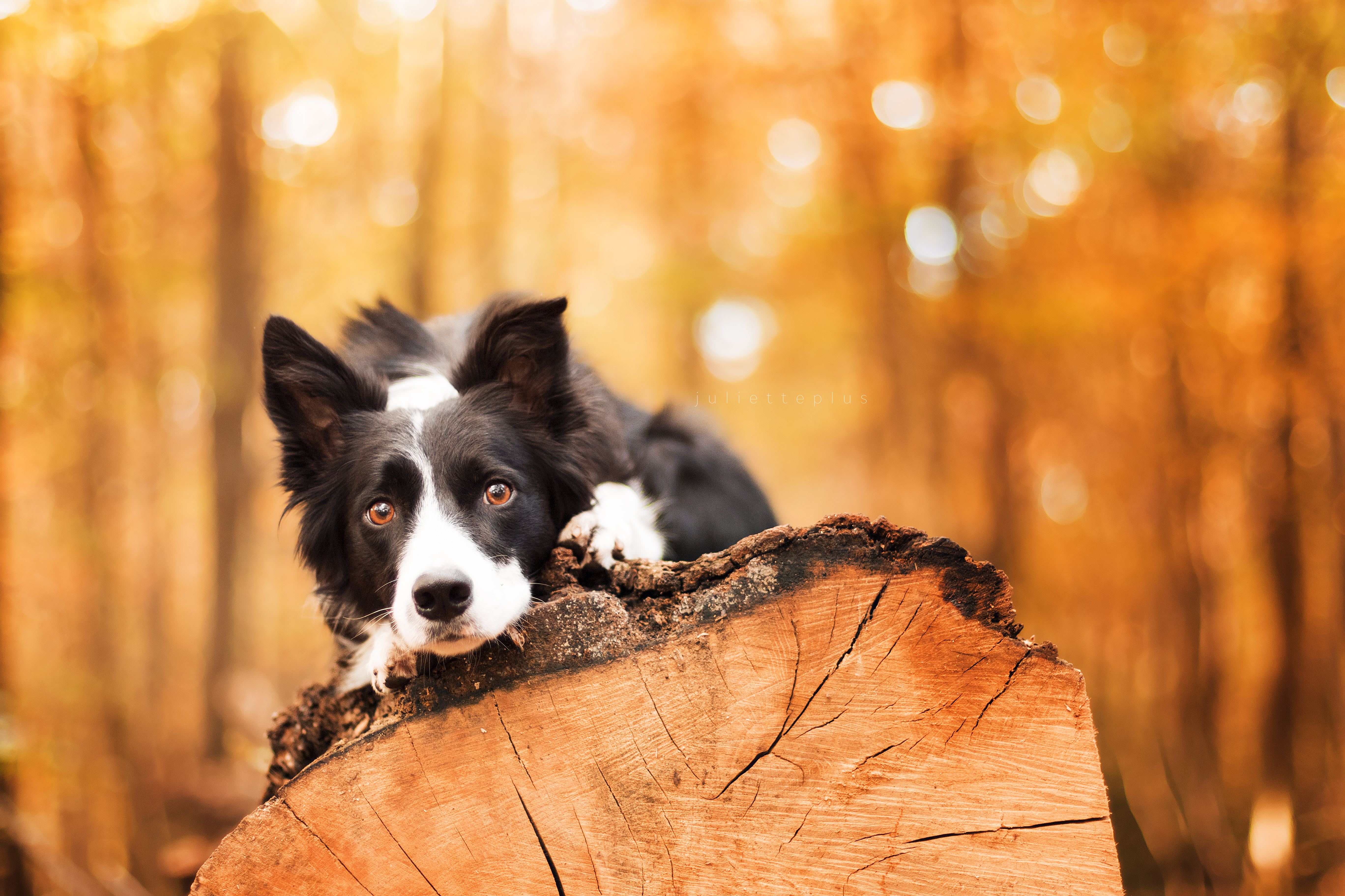 Download mobile wallpaper Dogs, Dog, Muzzle, Animal, Bokeh, Log, Border Collie, Stare for free.