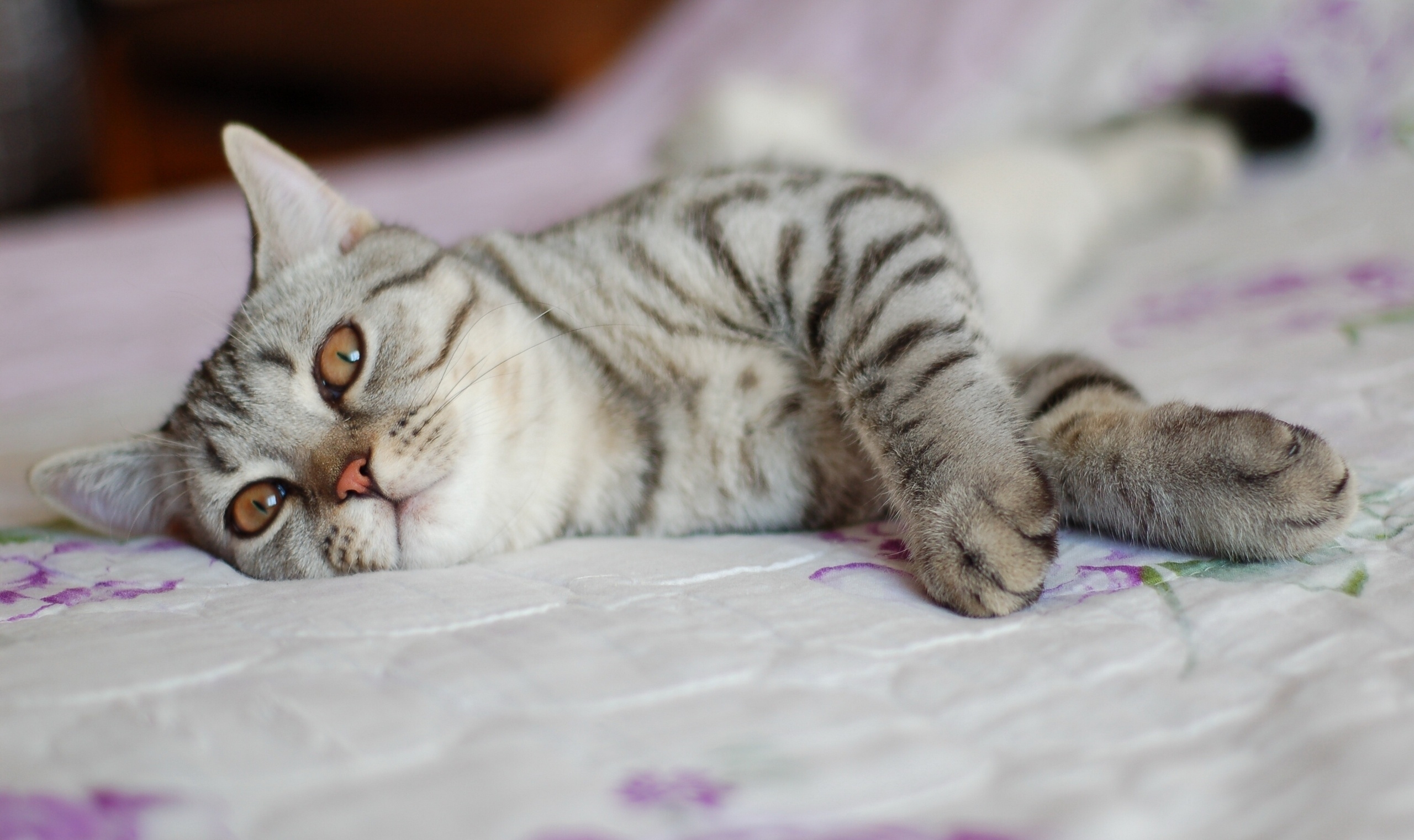 Download mobile wallpaper To Lie Down, Muzzle, Striped, Cat, Lie, Animals, Spots, Stains for free.