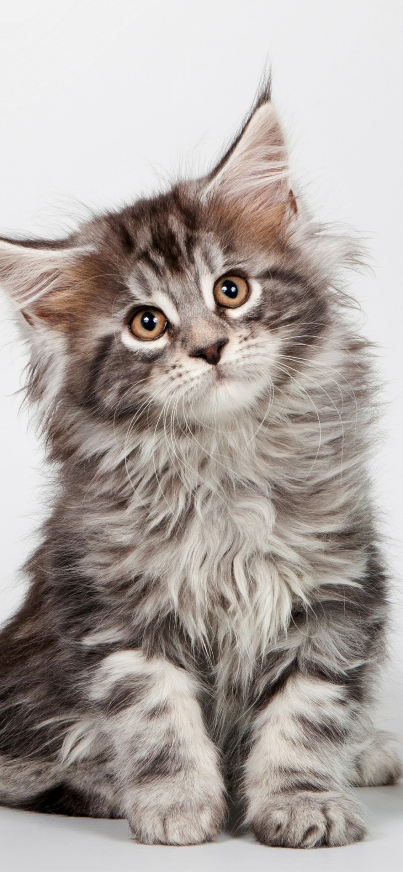 Handy-Wallpaper Tiere, Katzen, Katze, Kätzchen, Süß, Amerikanische Waldkatze kostenlos herunterladen.