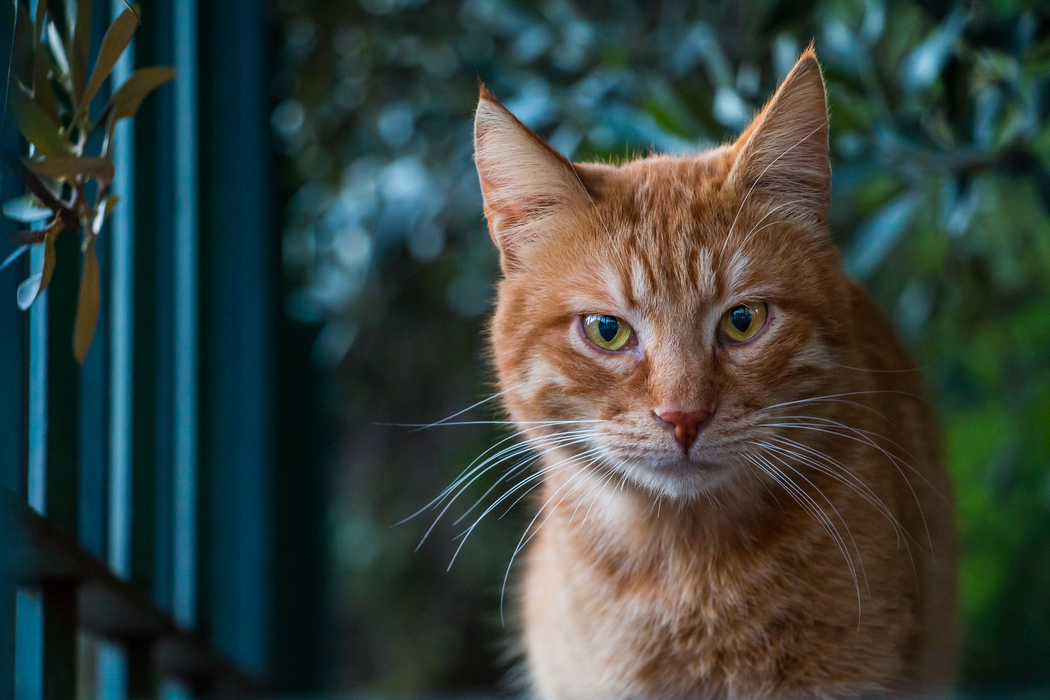 Descarga gratuita de fondo de pantalla para móvil de Gato, Gatos, Animales.