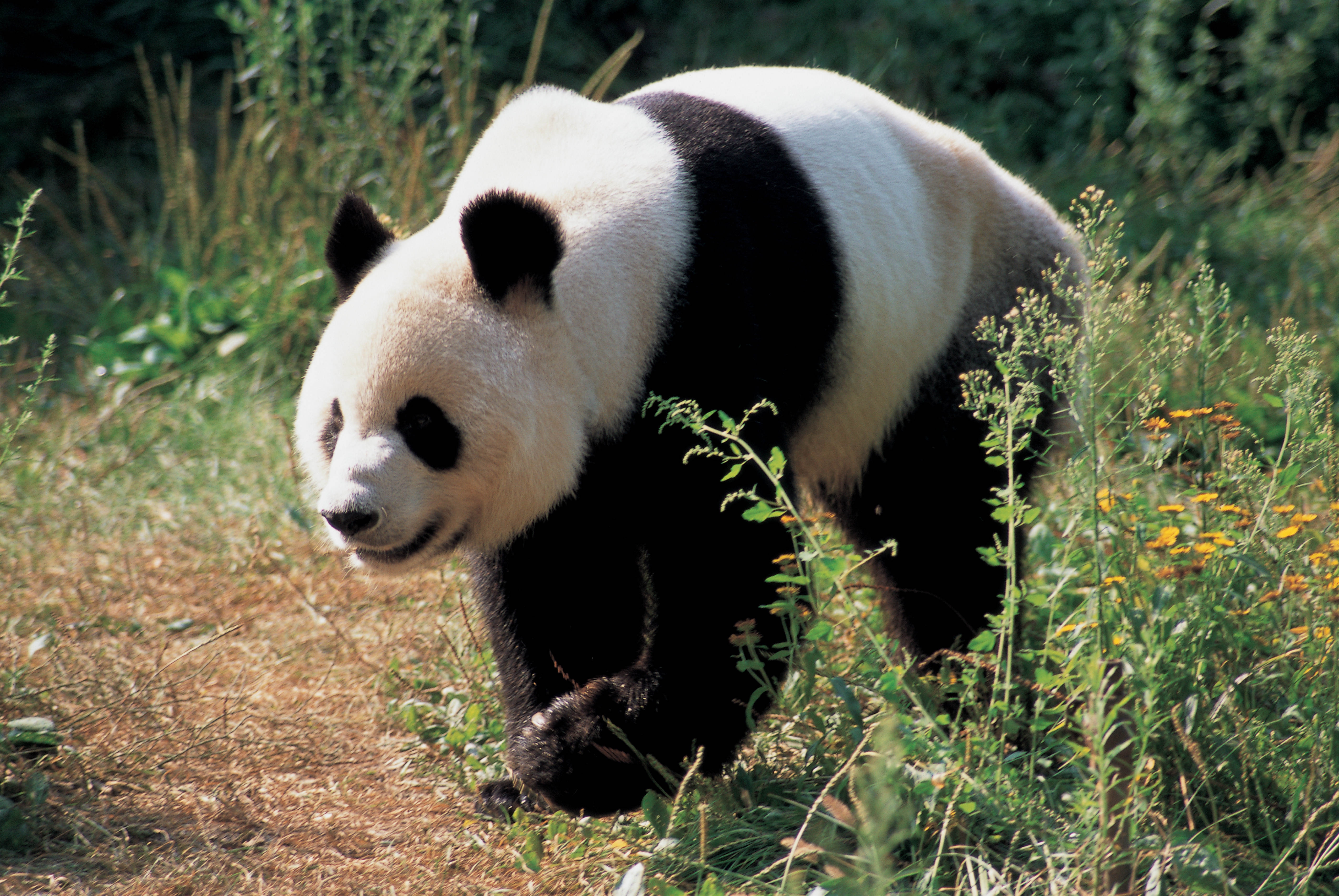 Laden Sie das Grass, Bär, Panda, Tiere-Bild kostenlos auf Ihren PC-Desktop herunter