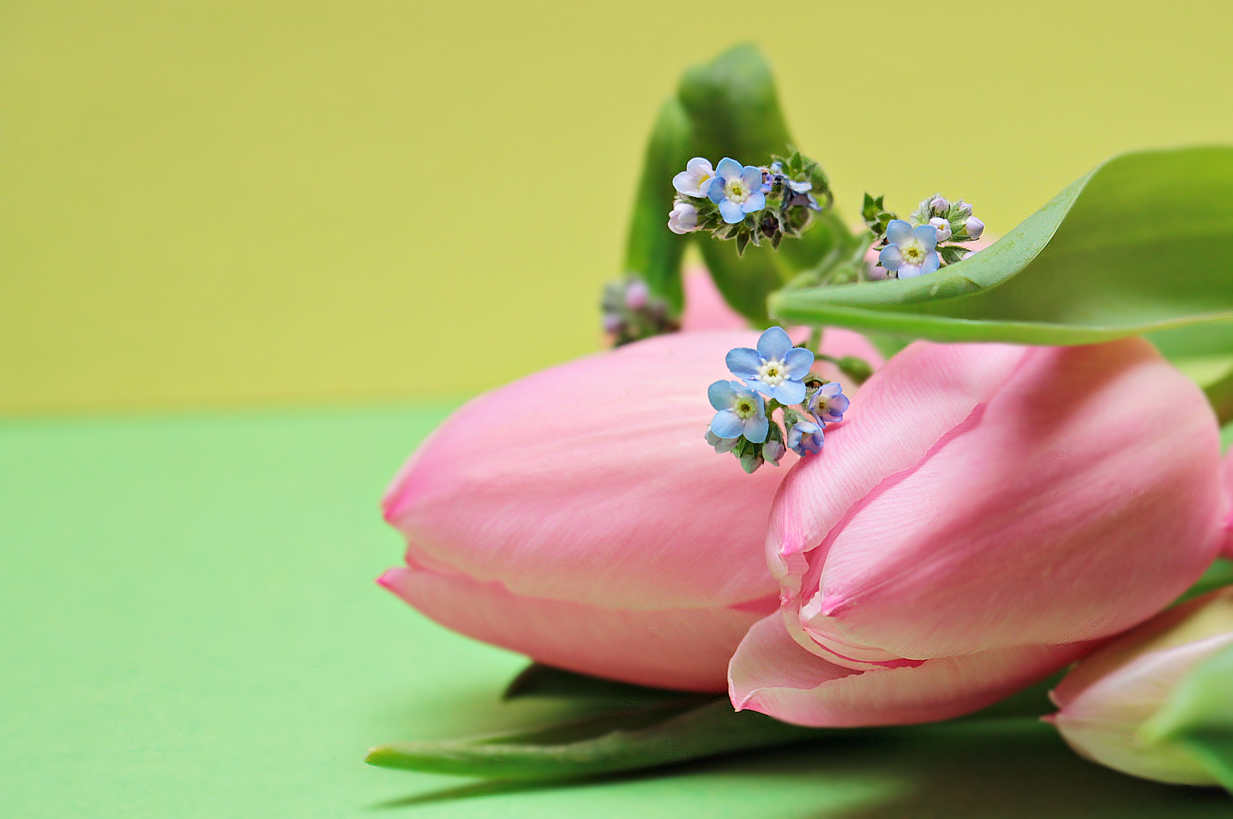 Laden Sie das Rosa, Strauß, Bouquet, Blumen, Tulpen-Bild kostenlos auf Ihren PC-Desktop herunter