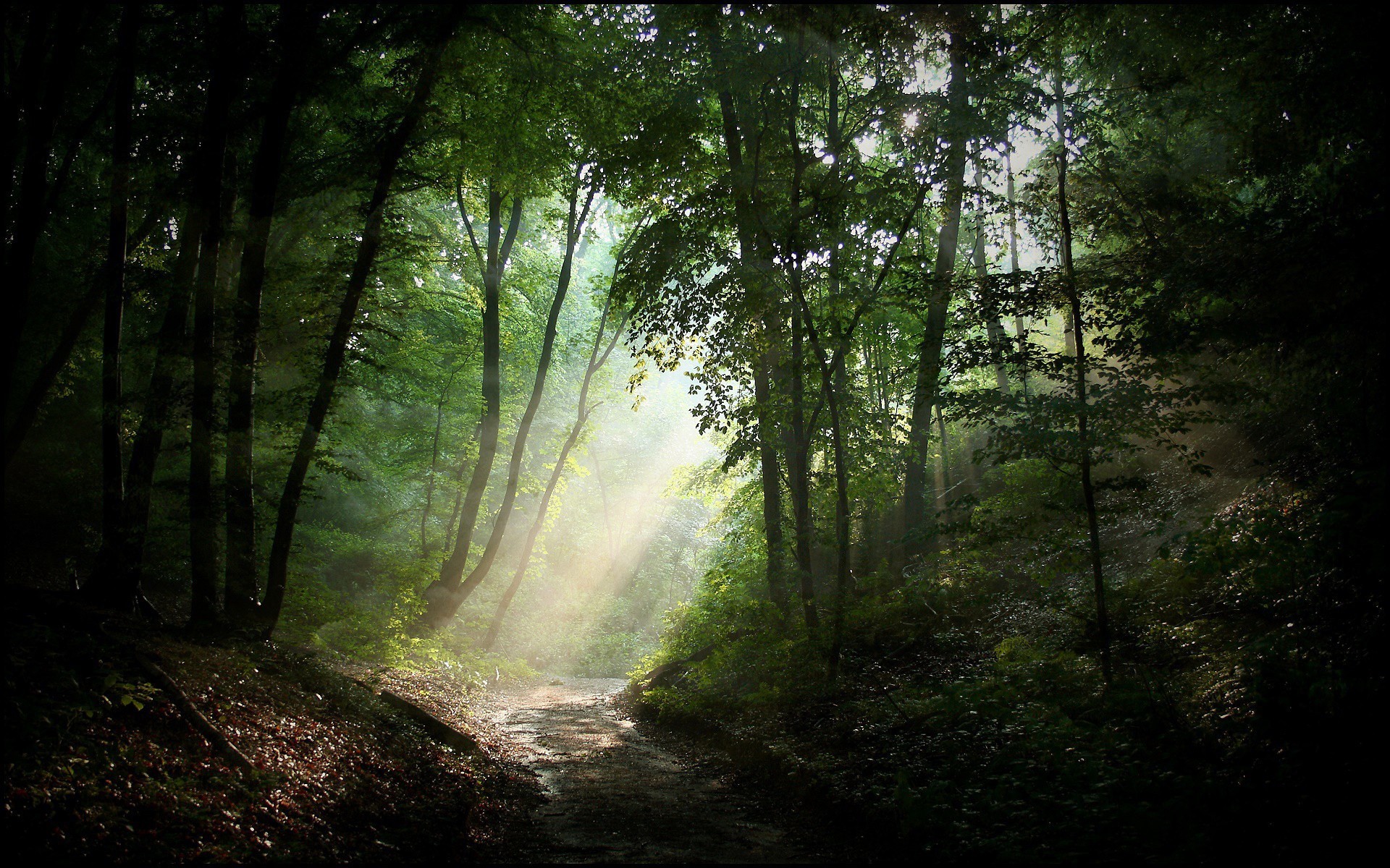 Free download wallpaper Nature, Forest, Tree, Earth, Path, Sunbeam, Greenery on your PC desktop