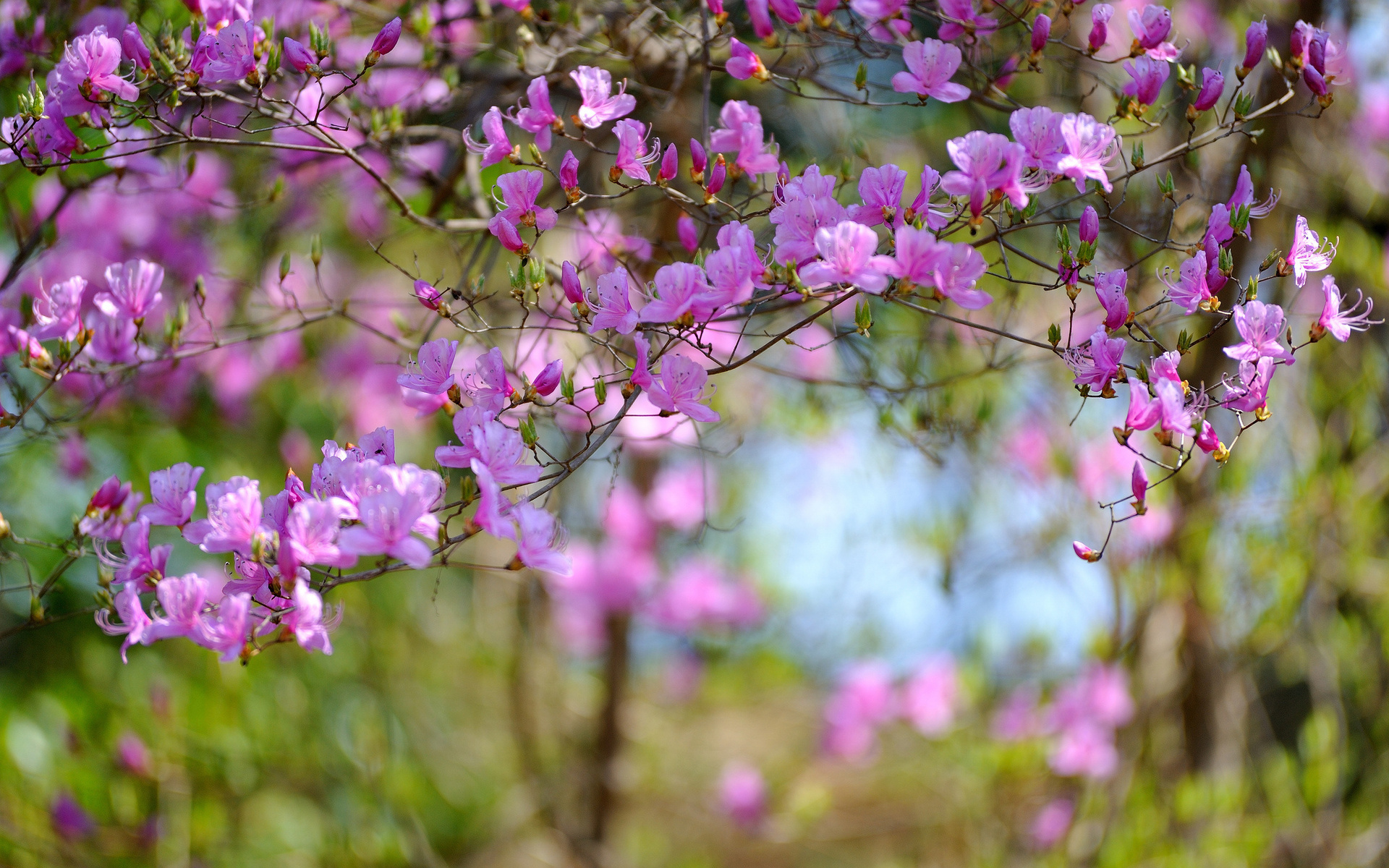 Free download wallpaper Flowers, Earth, Blossom on your PC desktop