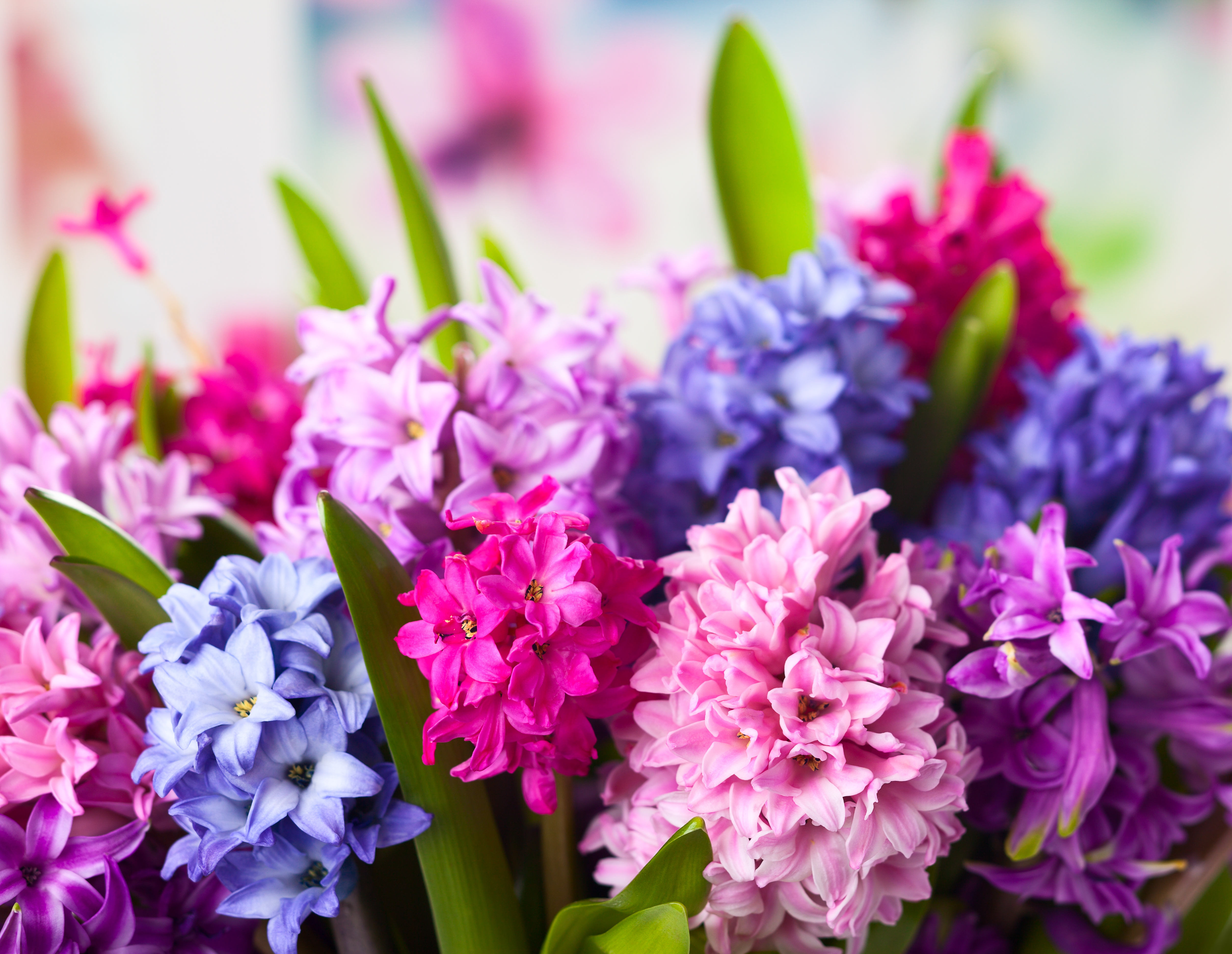 Free download wallpaper Flowers, Flower, Earth, Purple Flower, Pink Flower, Depth Of Field on your PC desktop