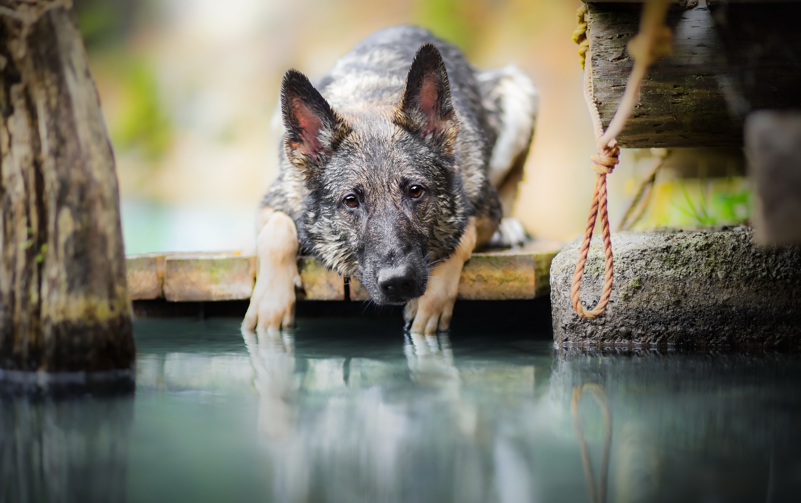 Téléchargez gratuitement l'image Animaux, Chiens, Chien, Berger Allemand, Regard, Profondeur De Champ sur le bureau de votre PC