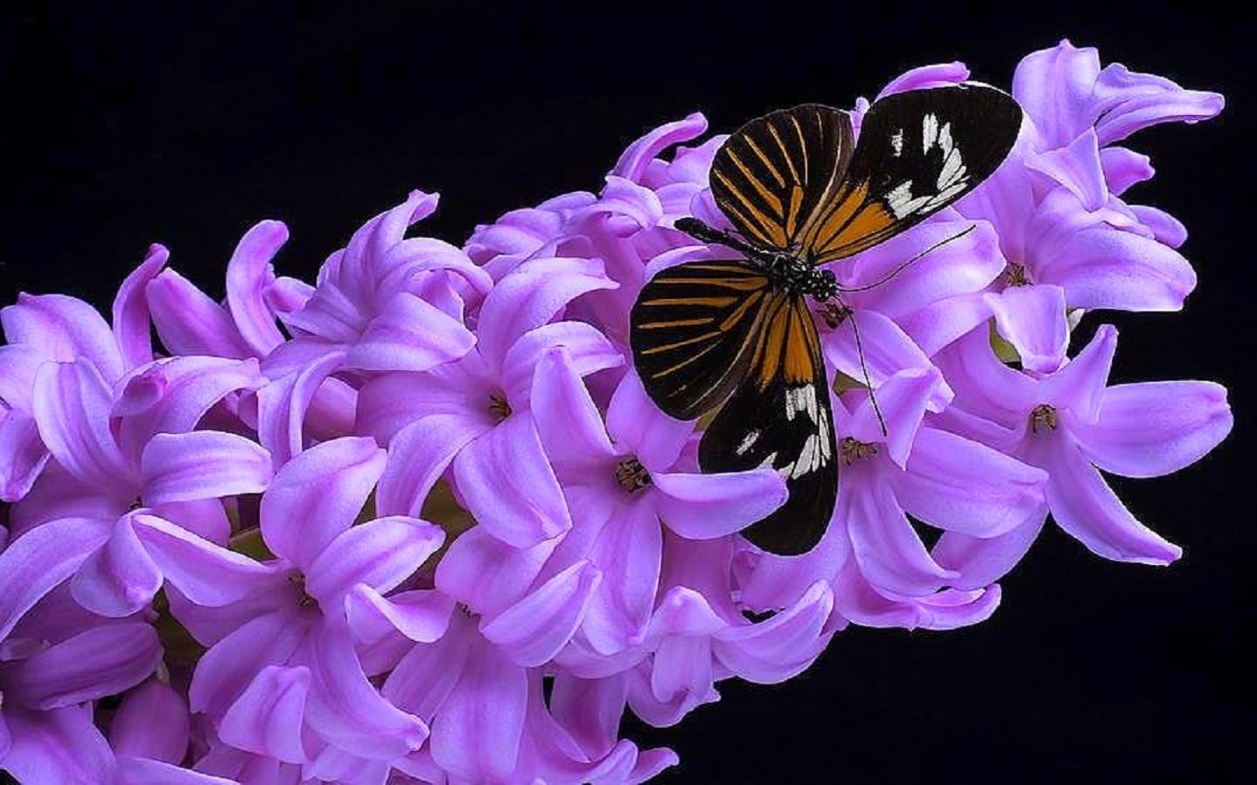 Free download wallpaper Hyacinth, Flower, Butterfly, Animal, Purple Flower on your PC desktop
