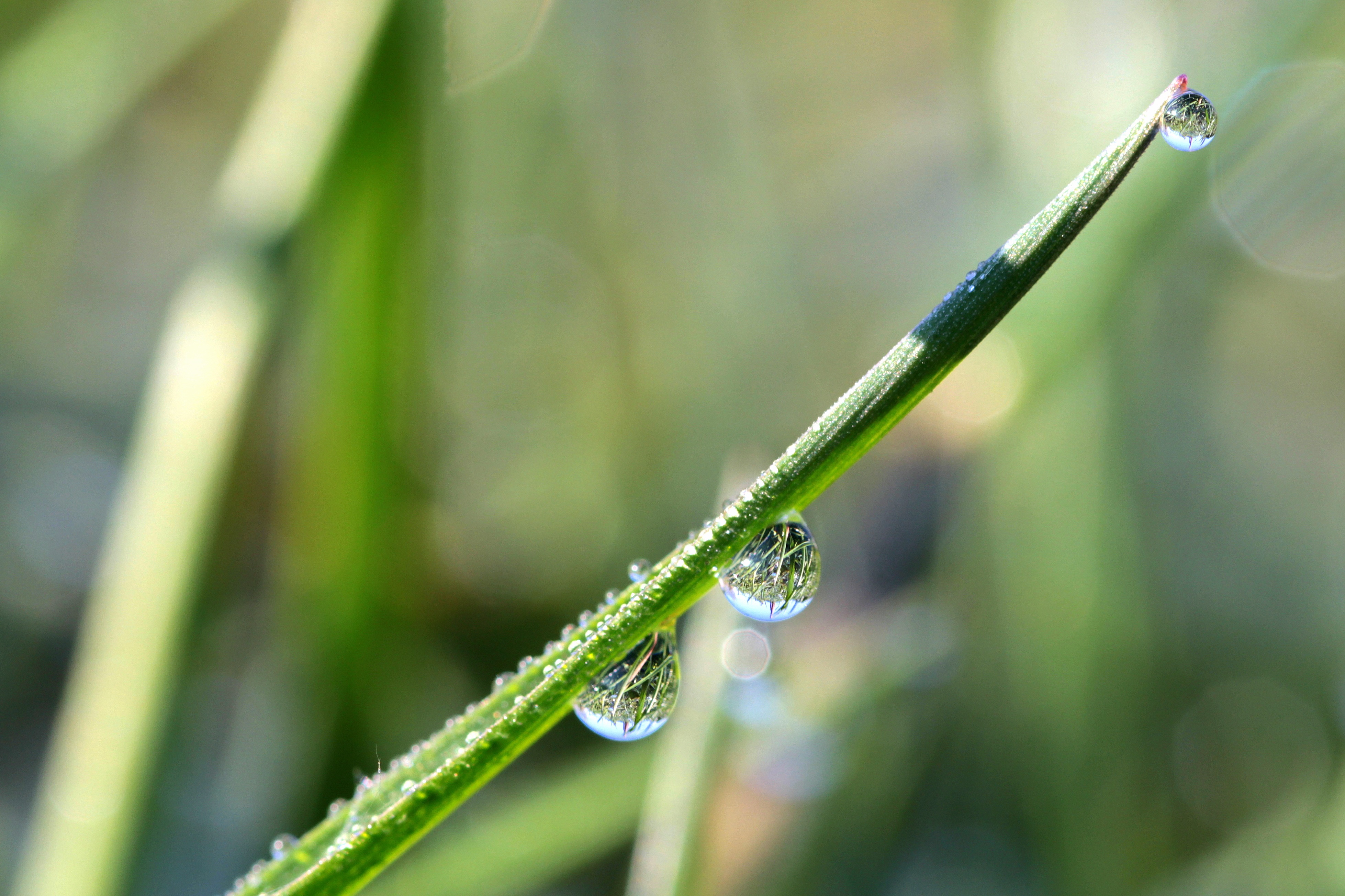 Download mobile wallpaper Nature, Grass, Reflection, Macro, Blur, Earth, Water Drop for free.