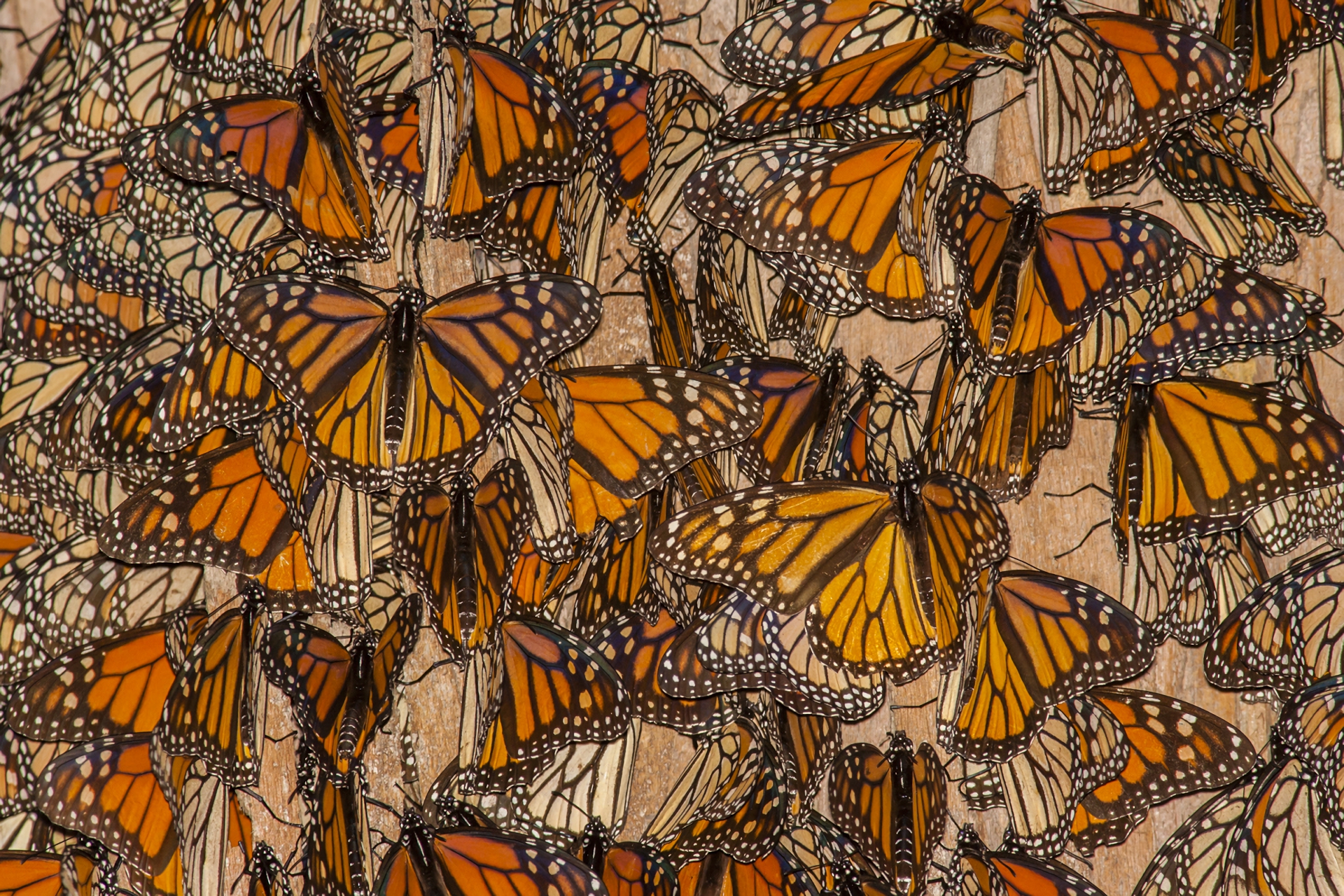 animal, butterfly, insect, monarch butterfly