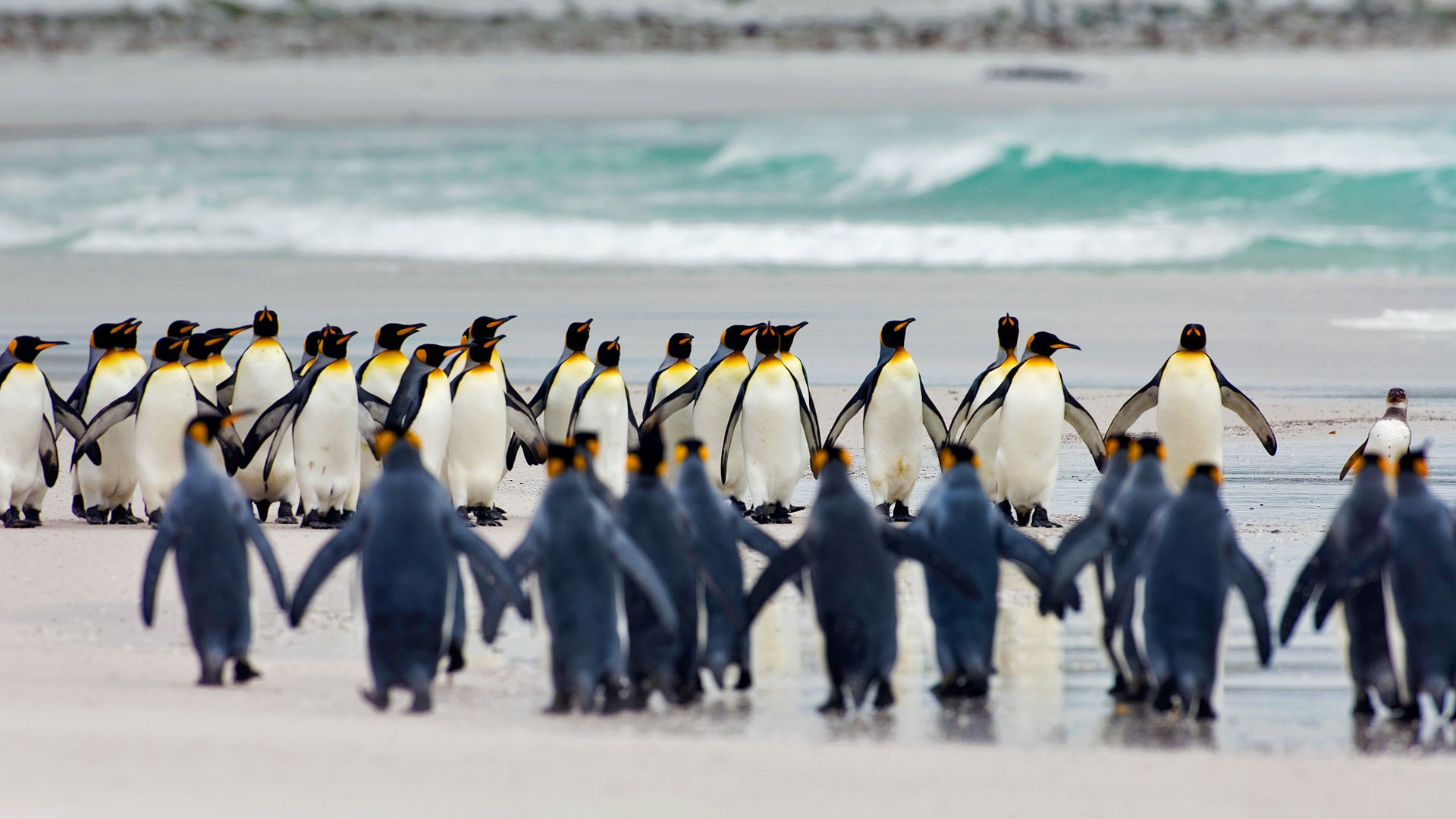 Download mobile wallpaper Birds, Beach, Bird, Animal, Penguin, Emperor Penguin for free.