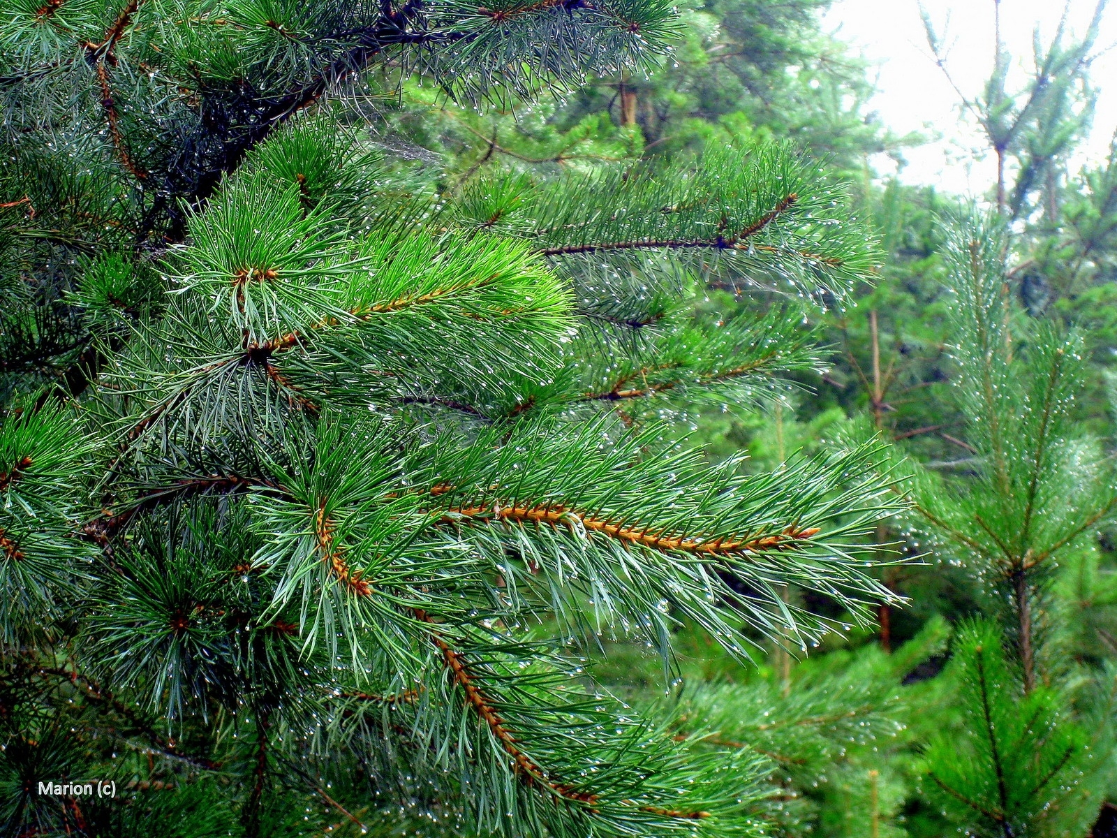 Download mobile wallpaper Needle, Fir Trees, Plants, Background for free.