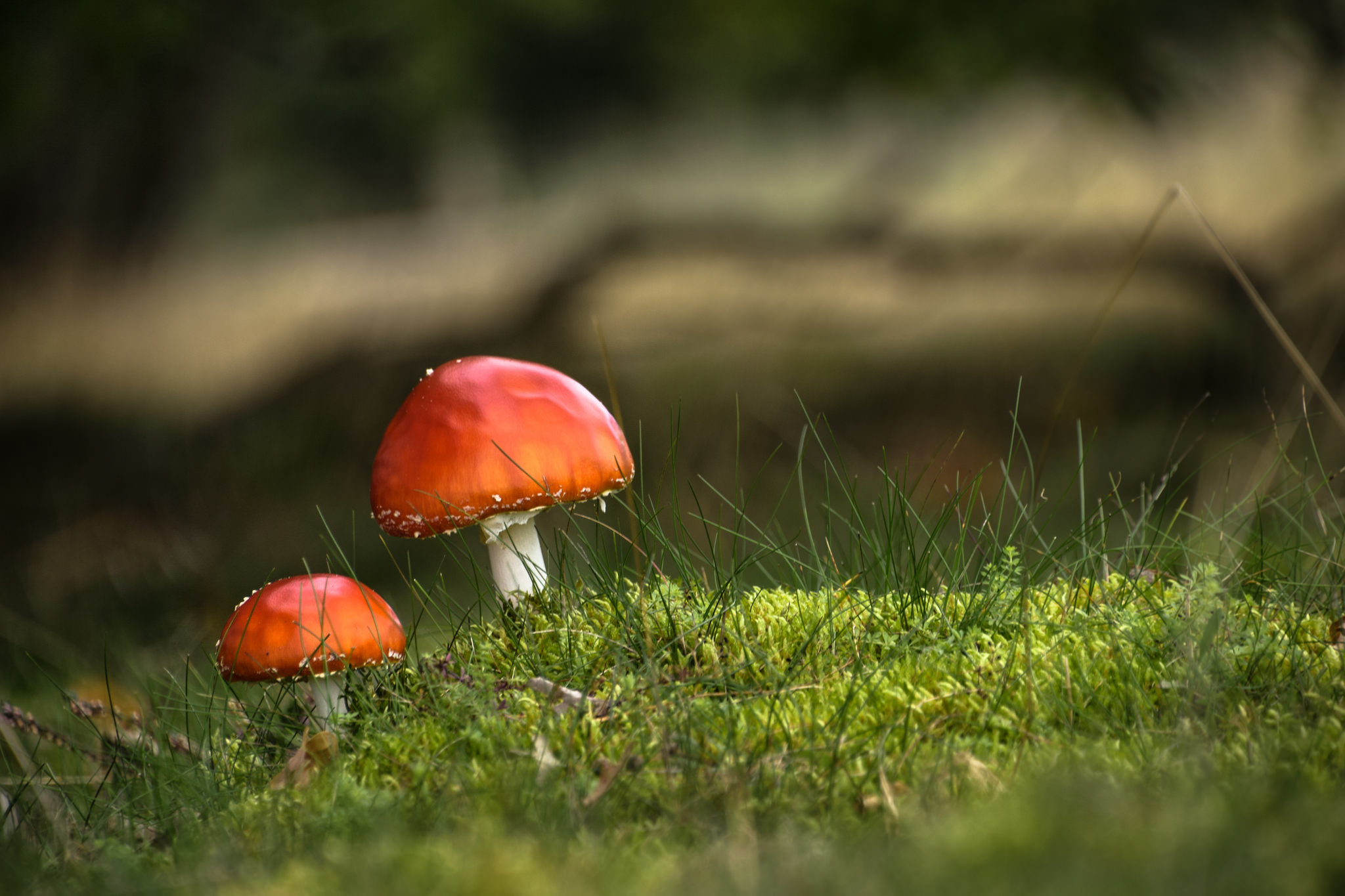 Free download wallpaper Nature, Blur, Close Up, Fall, Earth, Mushroom, Moss on your PC desktop