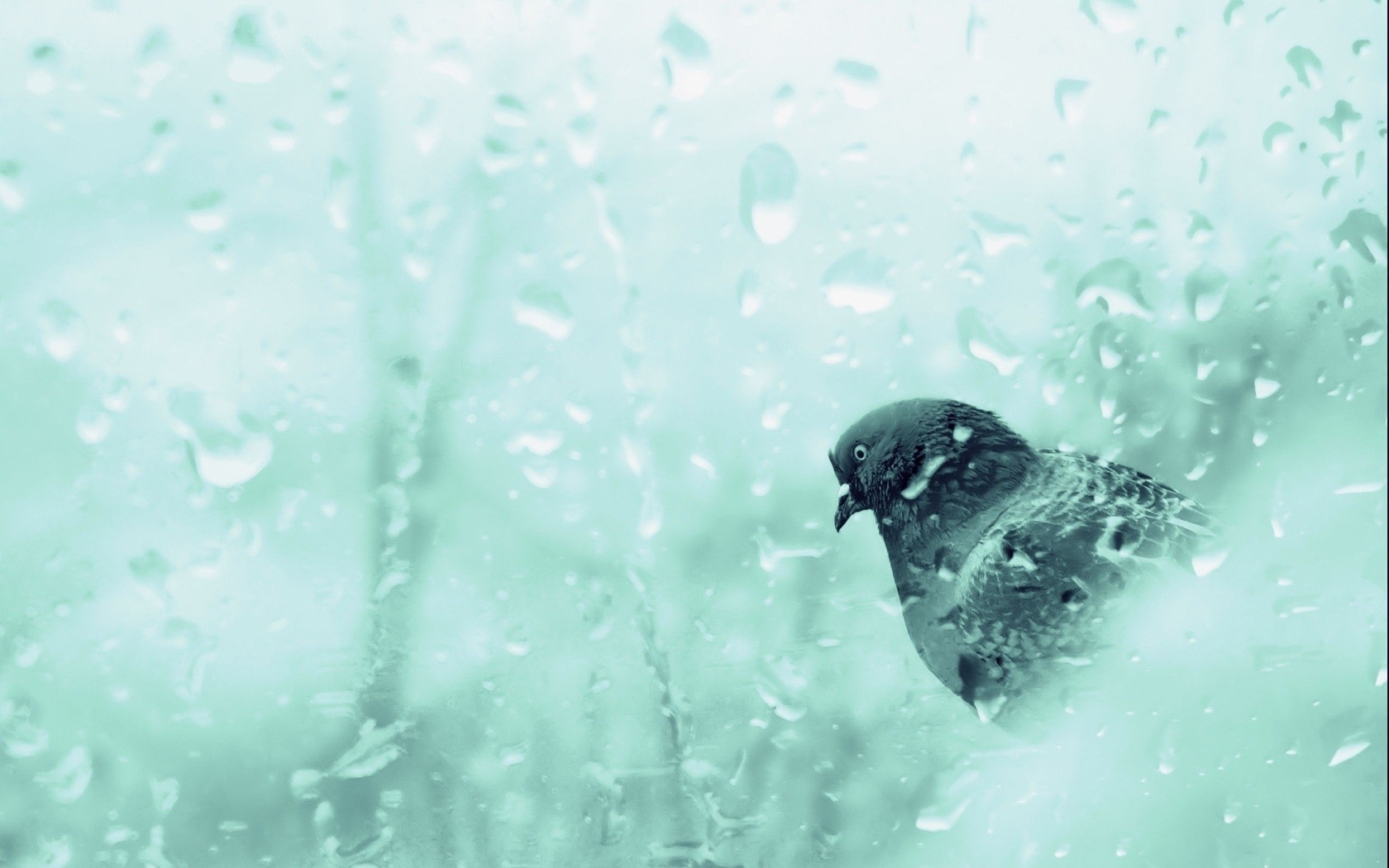 Free download wallpaper Bird, Animal, Water Drop on your PC desktop