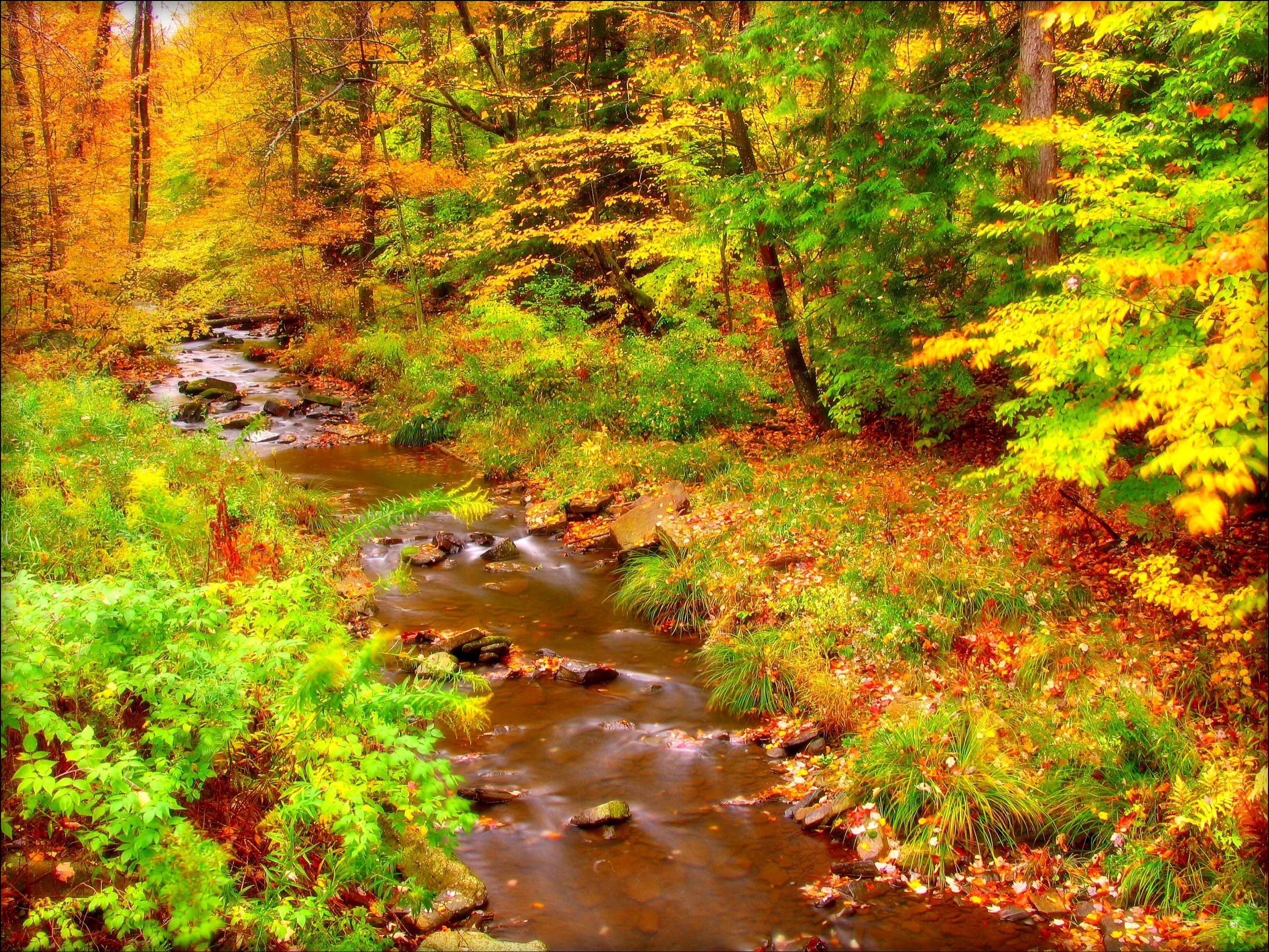 Скачать картинку Осень, Лес, Дерево, Ручей, Земля/природа в телефон бесплатно.