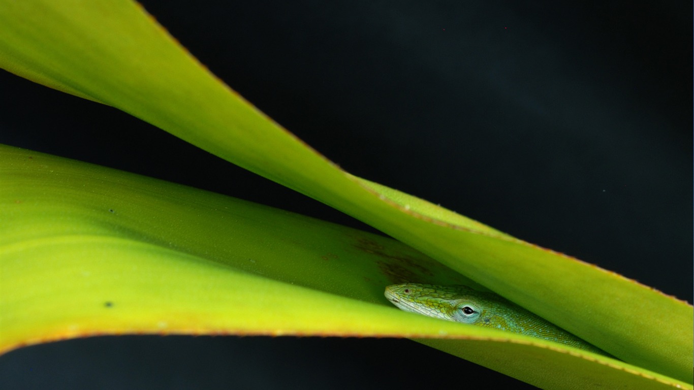 Téléchargez gratuitement l'image Animaux, Serpent, Reptiles sur le bureau de votre PC