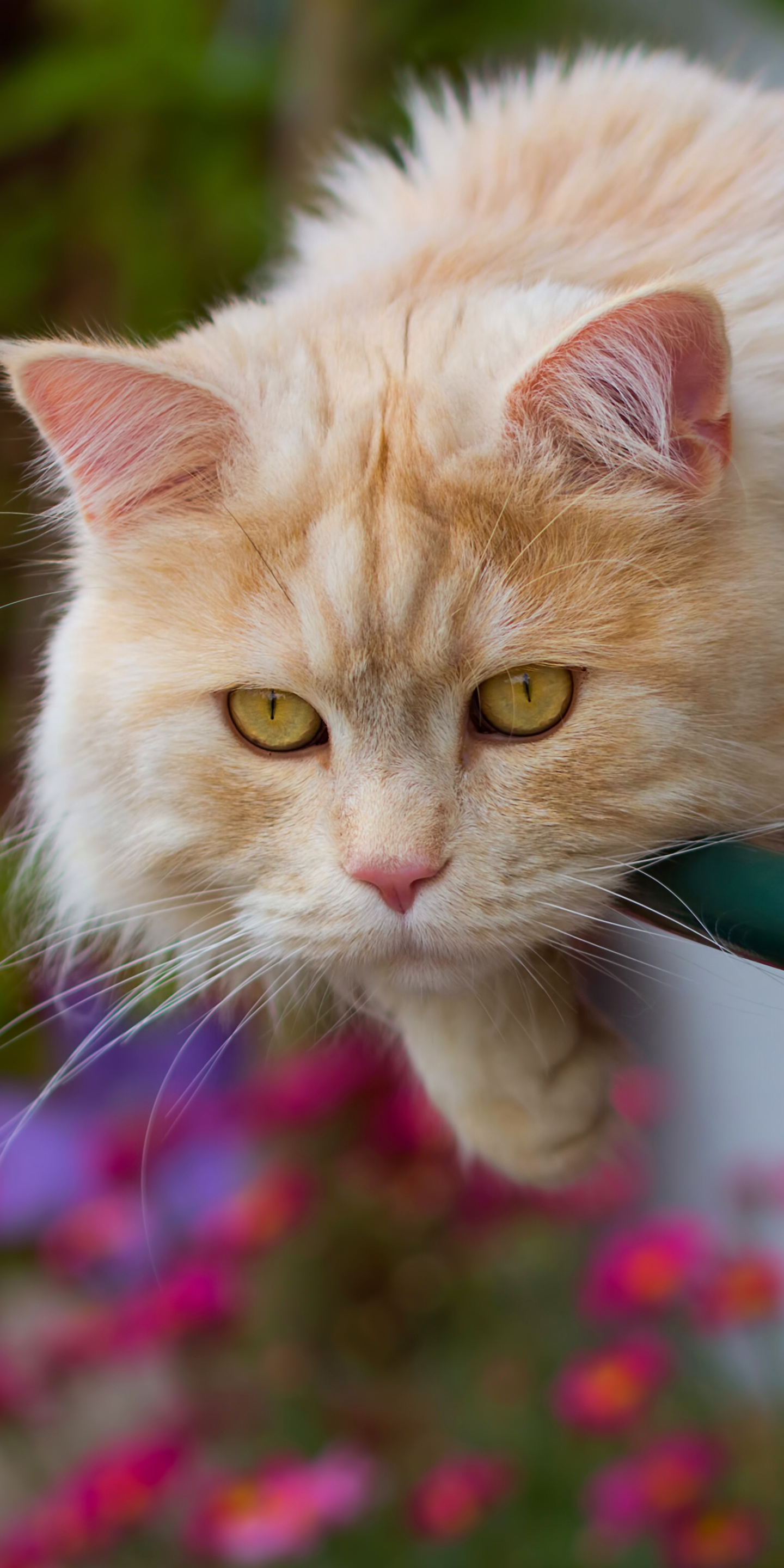 無料モバイル壁紙動物, ネコ, 猫をダウンロードします。