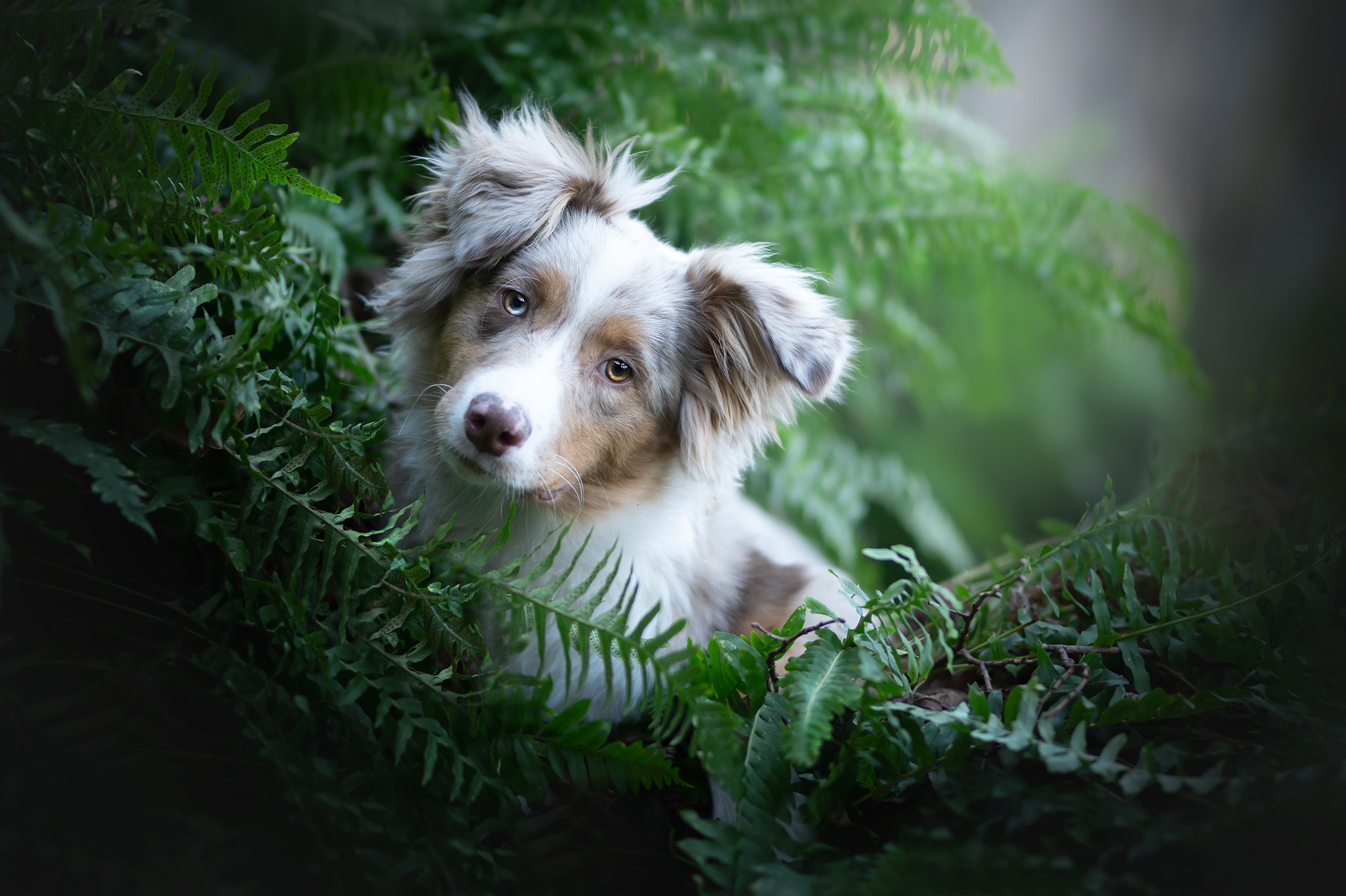 Baixar papel de parede para celular de Animais, Cães, Cão gratuito.