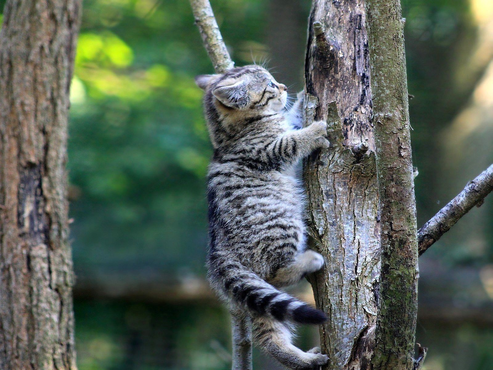 Handy-Wallpaper Tiere, Katzen, Katze kostenlos herunterladen.