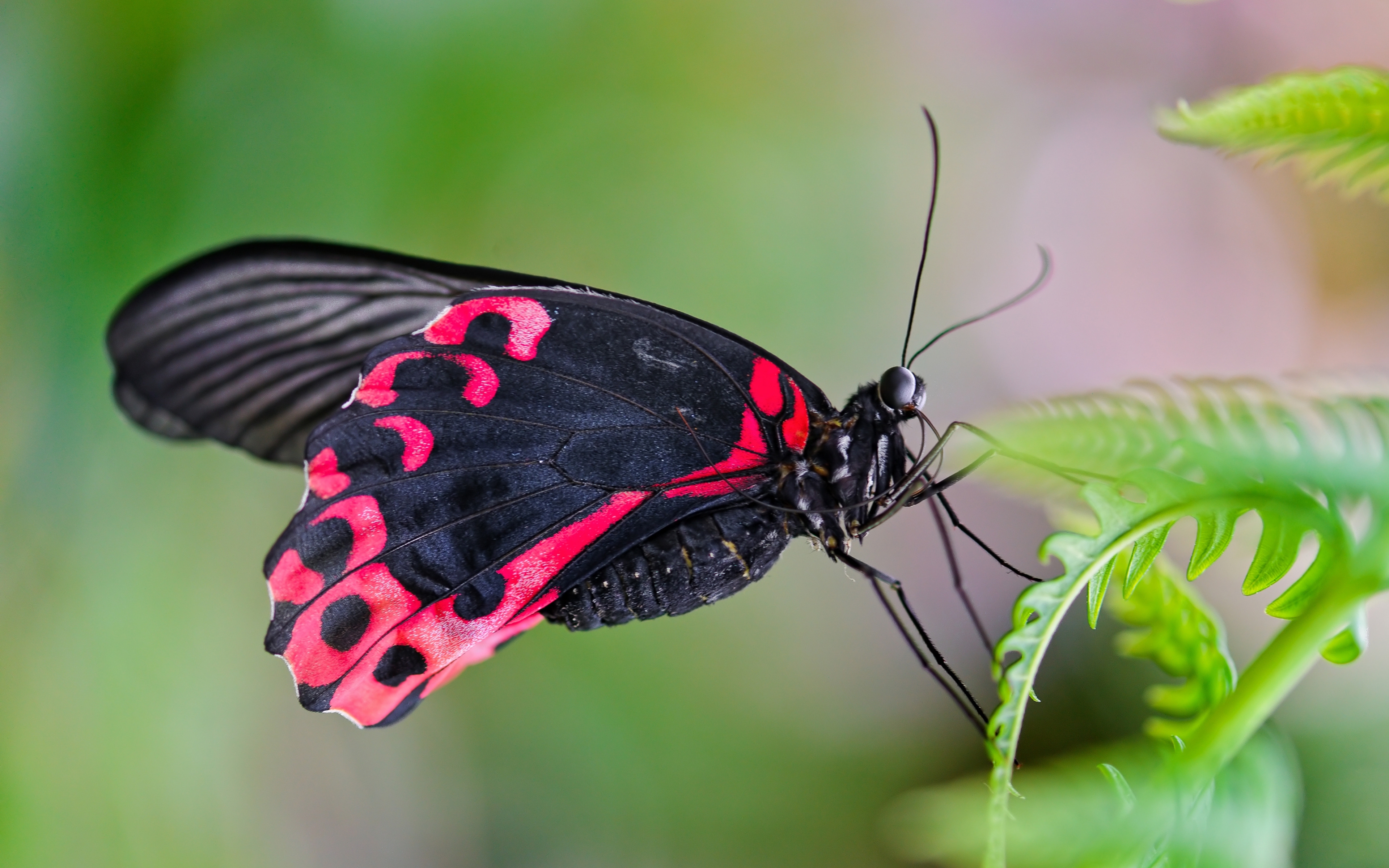 Descarga gratuita de fondo de pantalla para móvil de Animales, Mariposa.