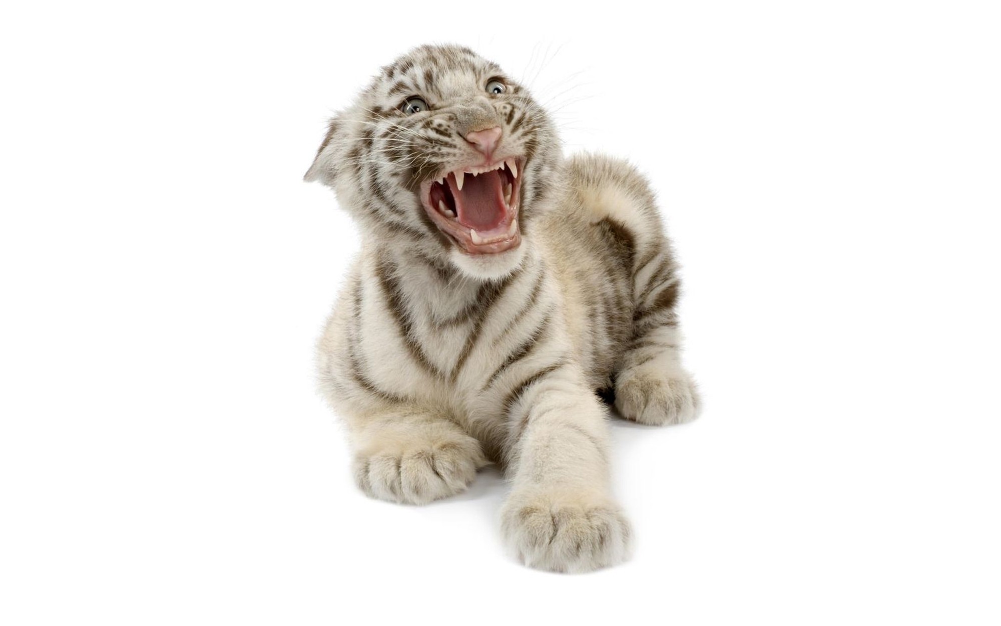 Baixe gratuitamente a imagem Tigre Branco, Gatos, Animais na área de trabalho do seu PC
