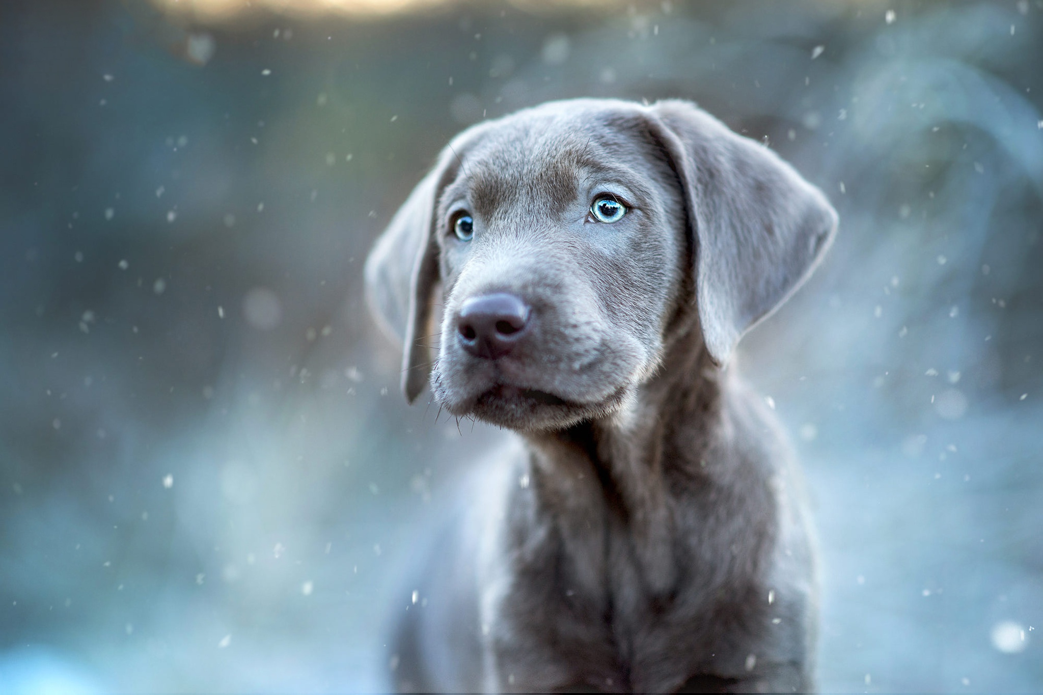 Download mobile wallpaper Dogs, Dog, Animal, Puppy, Weimaraner, Baby Animal for free.