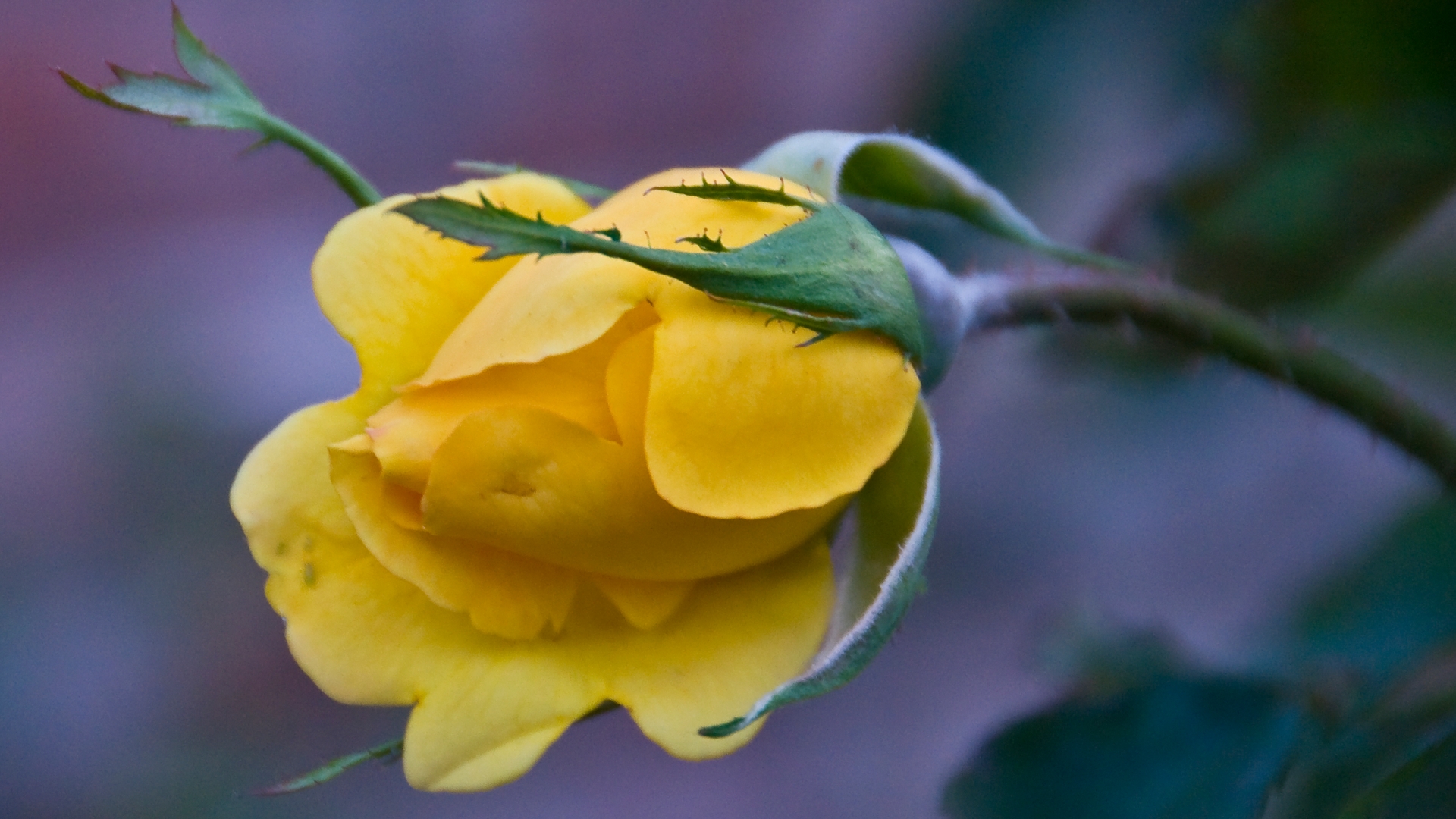 Descarga gratis la imagen Flores, Rosa, Tierra/naturaleza en el escritorio de tu PC