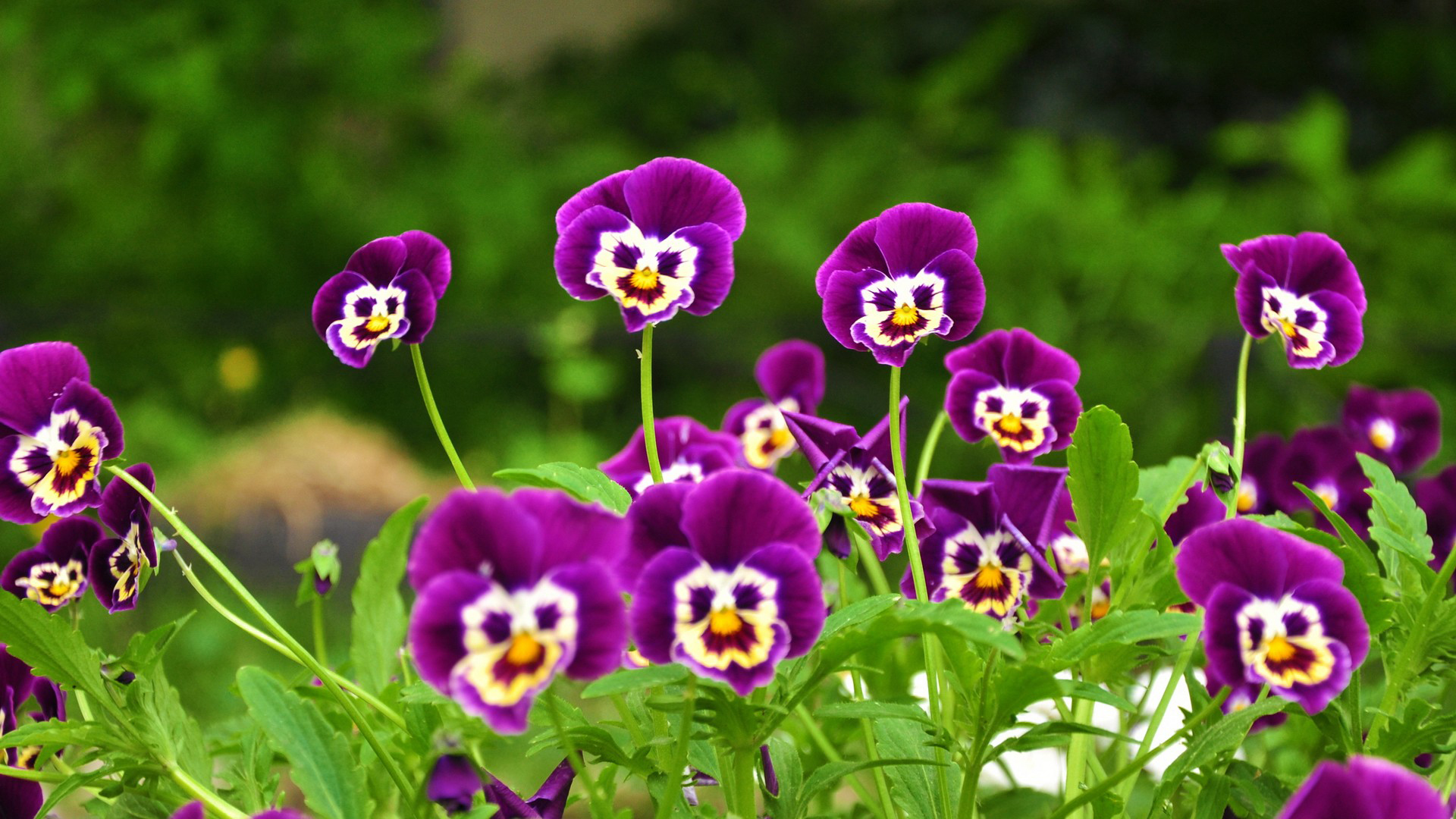 Baixe gratuitamente a imagem Flor, Terra/natureza, Amor Perfeito De Jardim na área de trabalho do seu PC