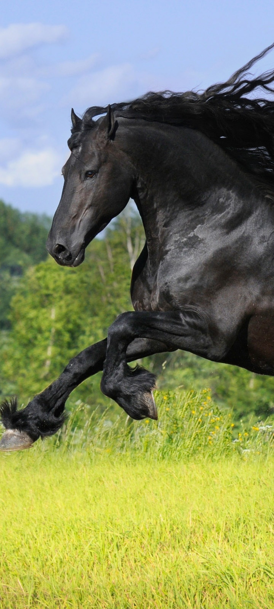 animal, friesian horse