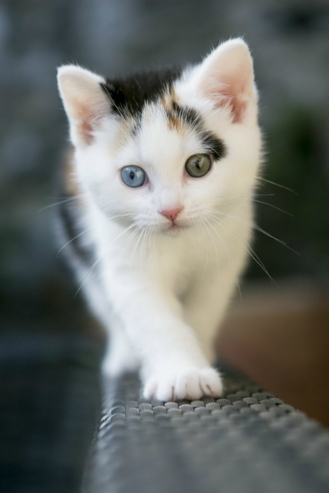 Baixar papel de parede para celular de Animais, Gatos, Gato gratuito.