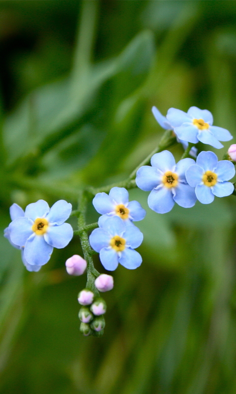 Download mobile wallpaper Nature, Flowers, Flower, Earth, Forget Me Not for free.