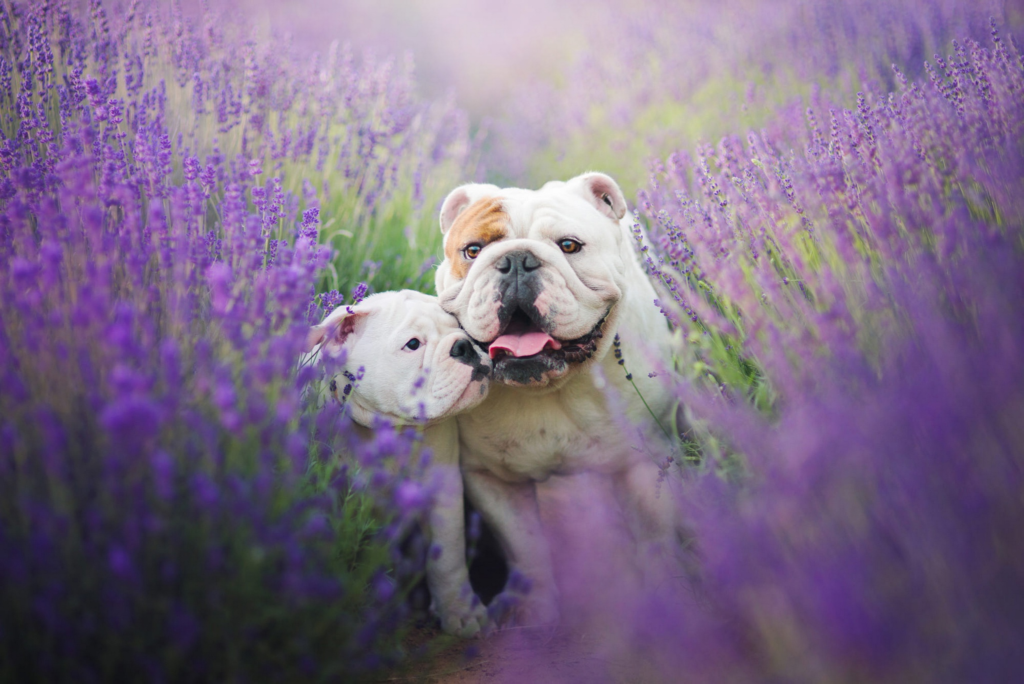 Download mobile wallpaper Dogs, Dog, Animal, Puppy, Lavender, Bulldog, Purple Flower, Baby Animal for free.