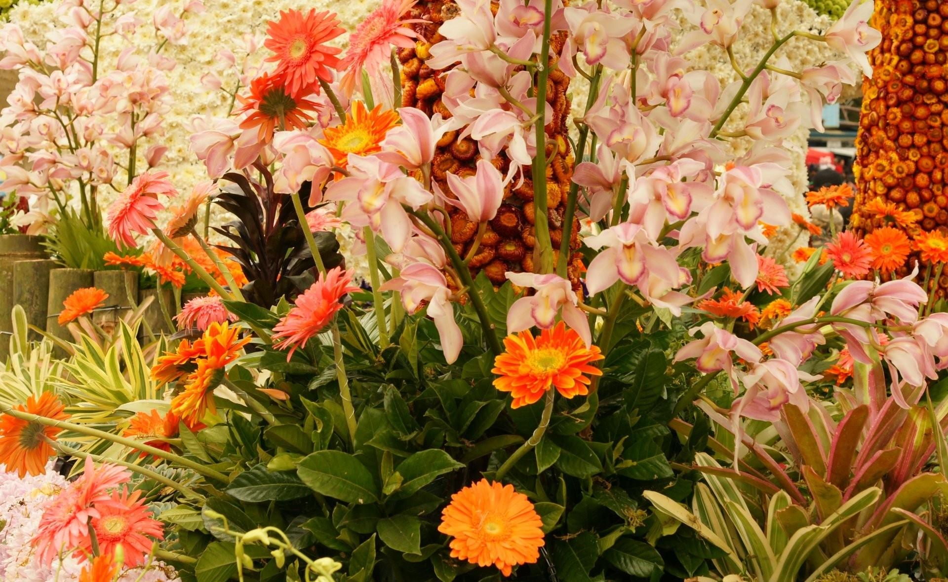 flowers, gerberas, flower bed, flowerbed, composition, handsomely, it's beautiful, orchid 1080p