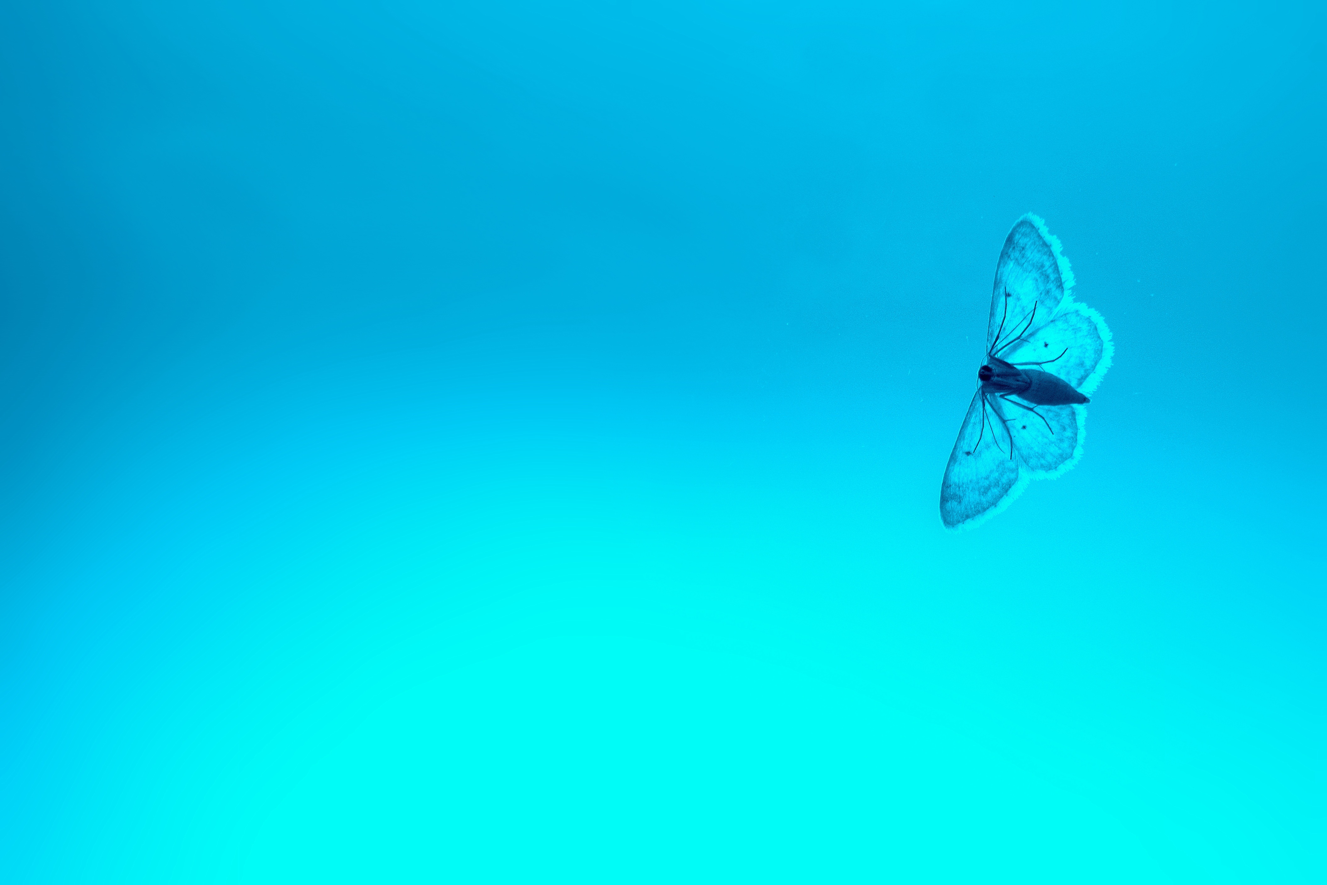 gradient, background, blue, macro, insect, butterfly HD wallpaper
