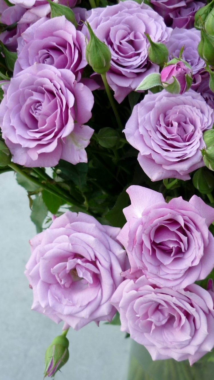 Download mobile wallpaper Flowers, Violet, Flower, Rose, Bud, Leaf, Earth, Purple Flower for free.
