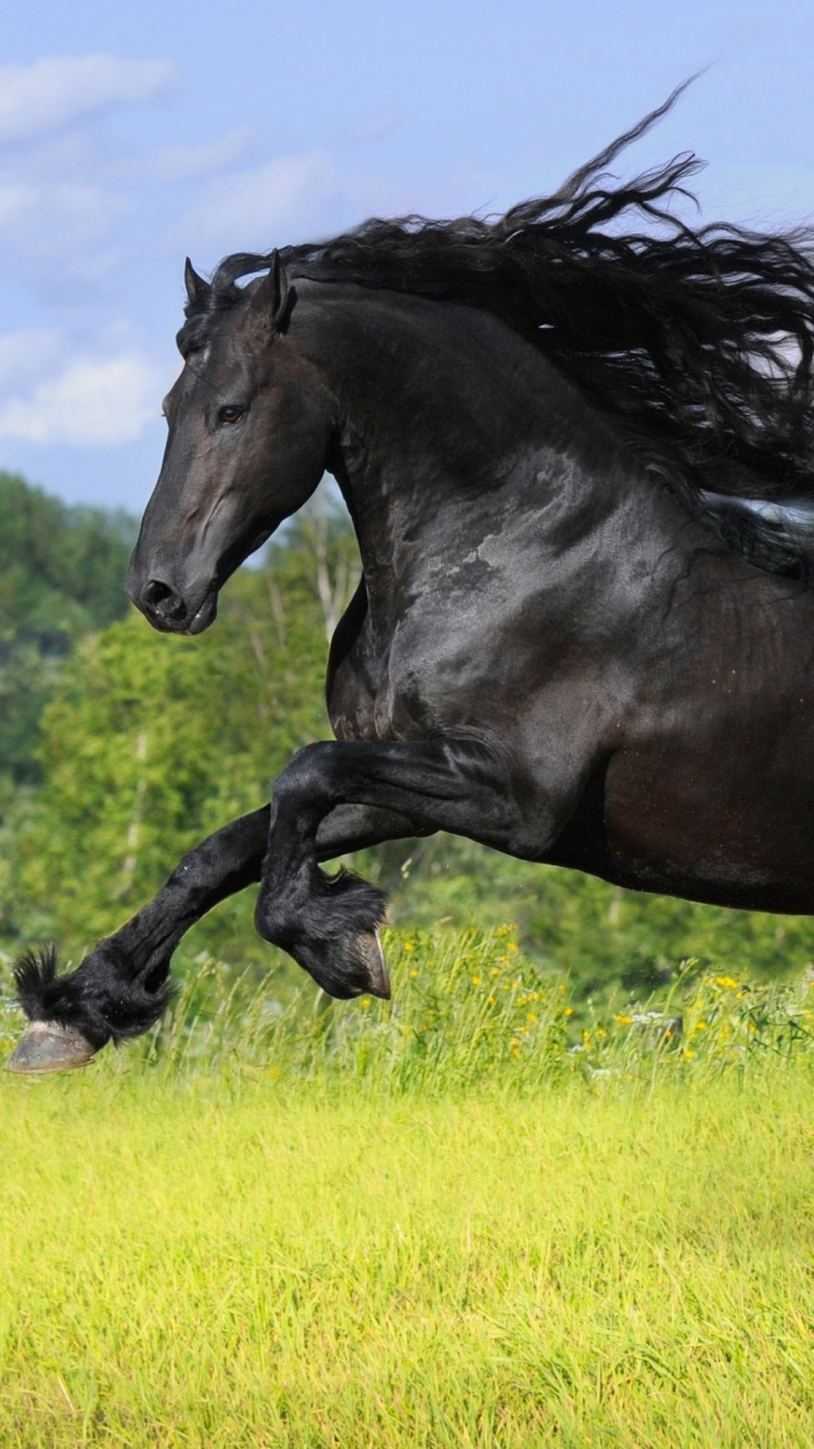 1253607 скачать обои фризская лошадь, животные, бег, лошадь - заставки и картинки бесплатно
