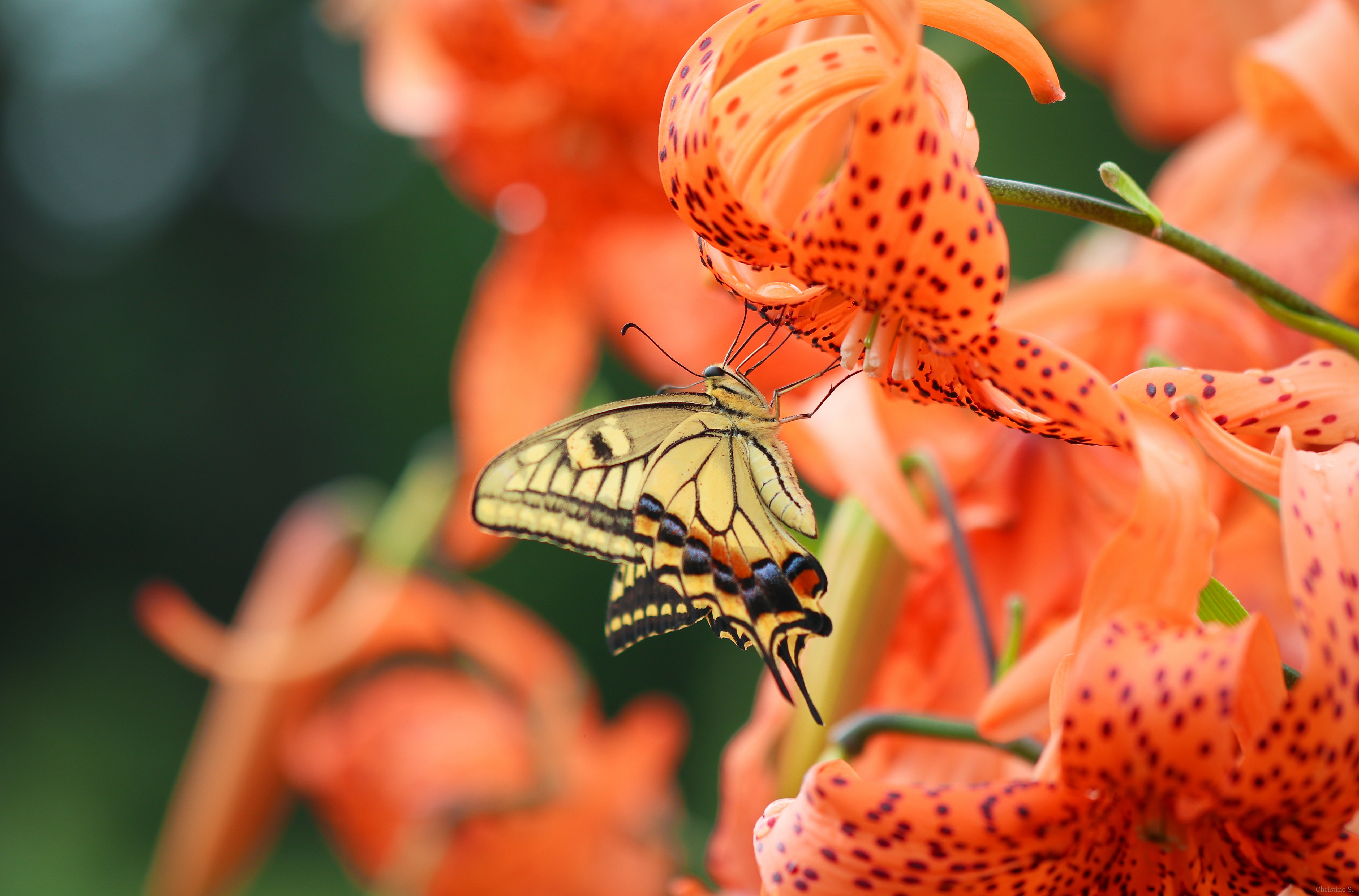 Download mobile wallpaper Flower, Macro, Insect, Butterfly, Animal for free.