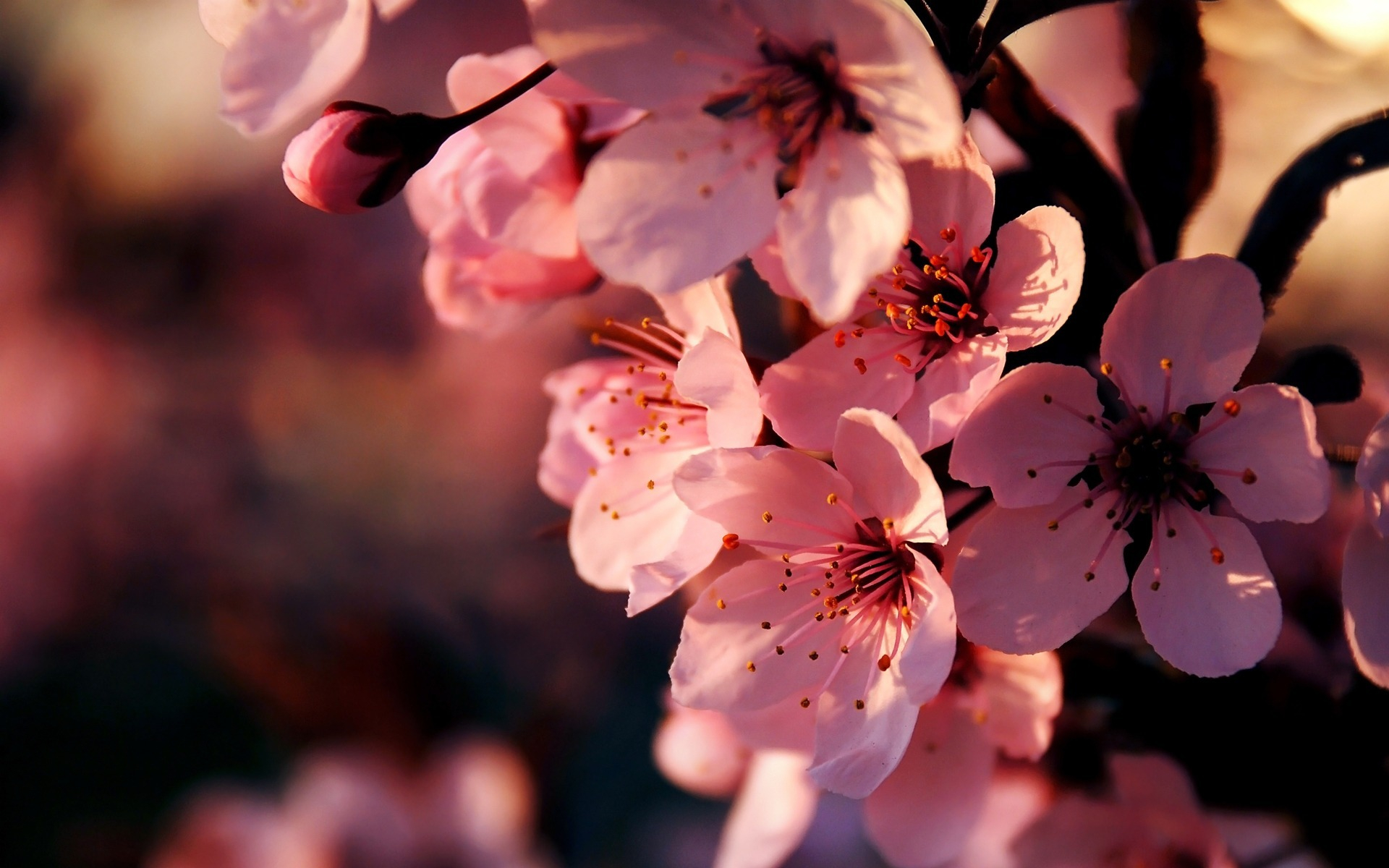 Téléchargez gratuitement l'image Fleurs, Floraison, Terre/nature sur le bureau de votre PC
