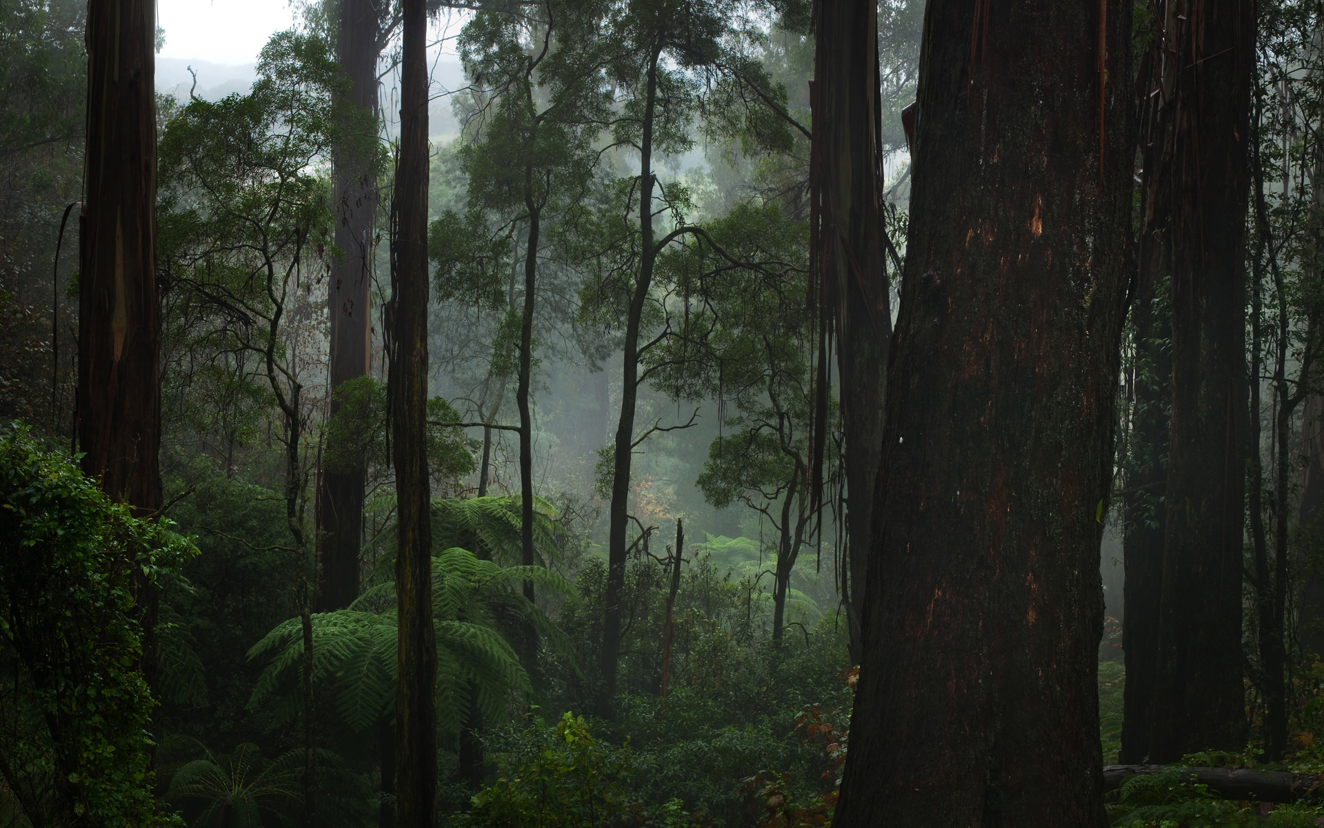 Téléchargez gratuitement l'image Forêt, Arbre, Brouillard, Terre/nature sur le bureau de votre PC