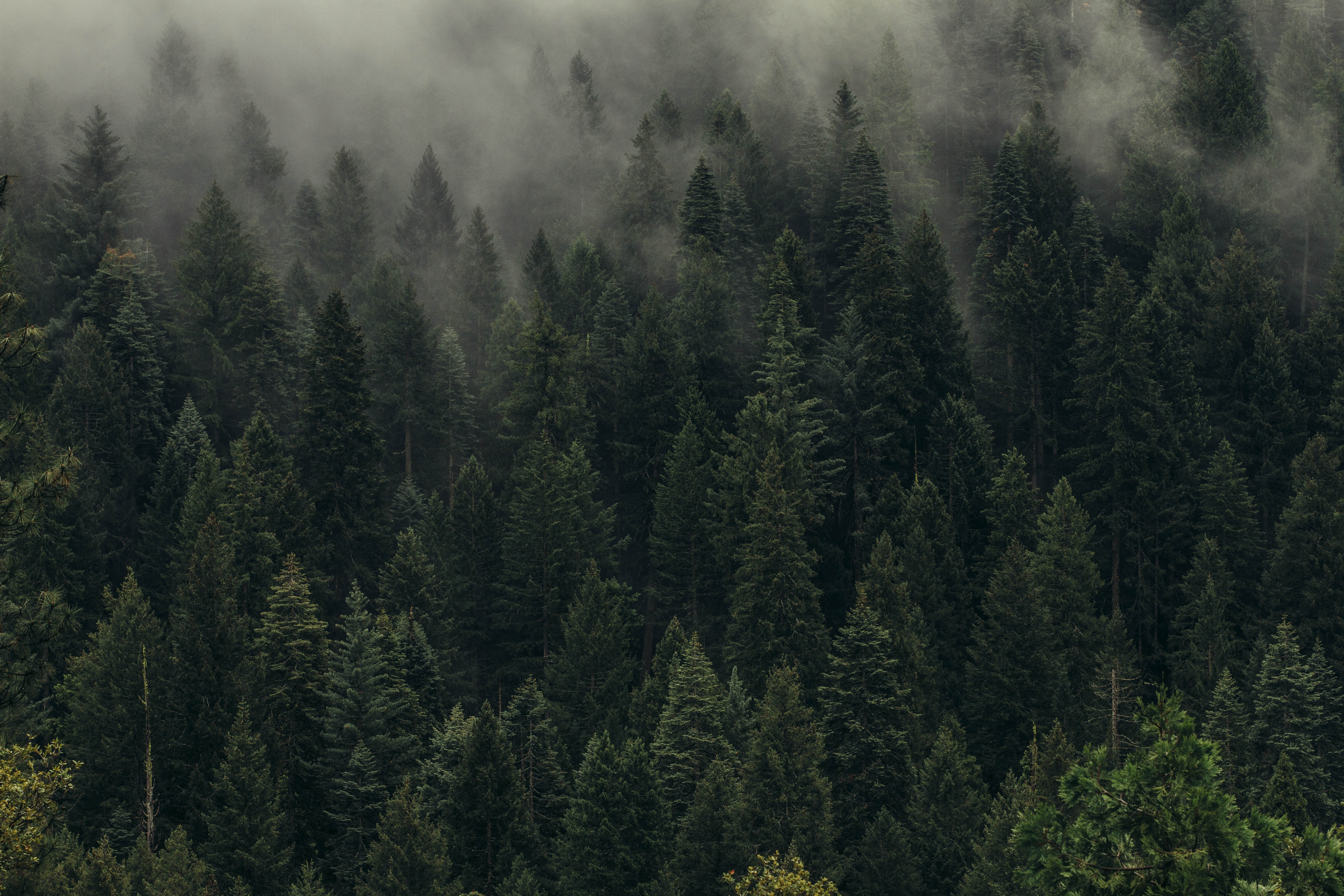 72011 скачать картинку лес, природа, деревья, вид сверху, туман, зеленый, пелена - обои и заставки бесплатно
