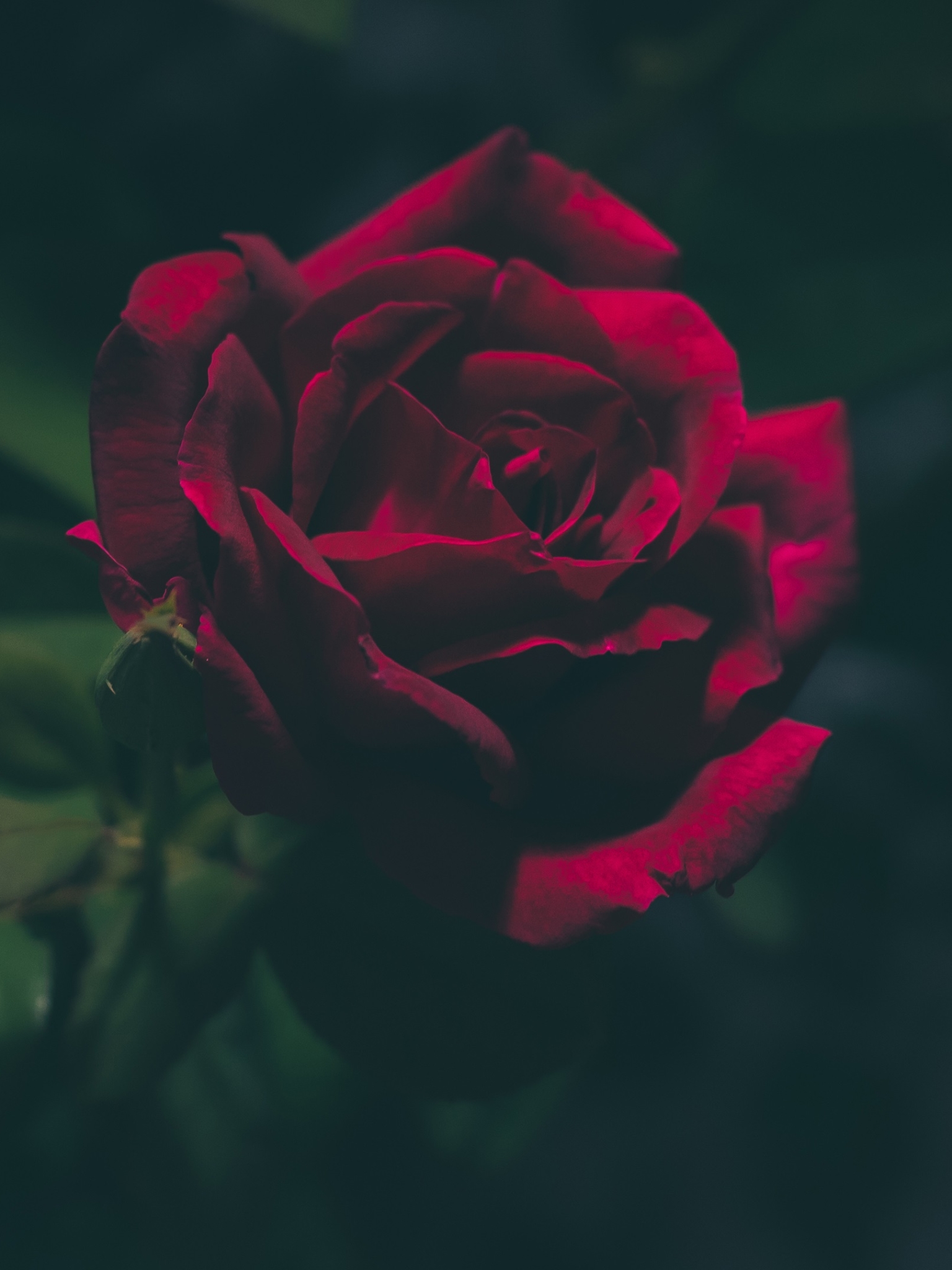 Скачать обои бесплатно Цветок, Роза, Красная Роза, Земля/природа, Флауэрсы картинка на рабочий стол ПК
