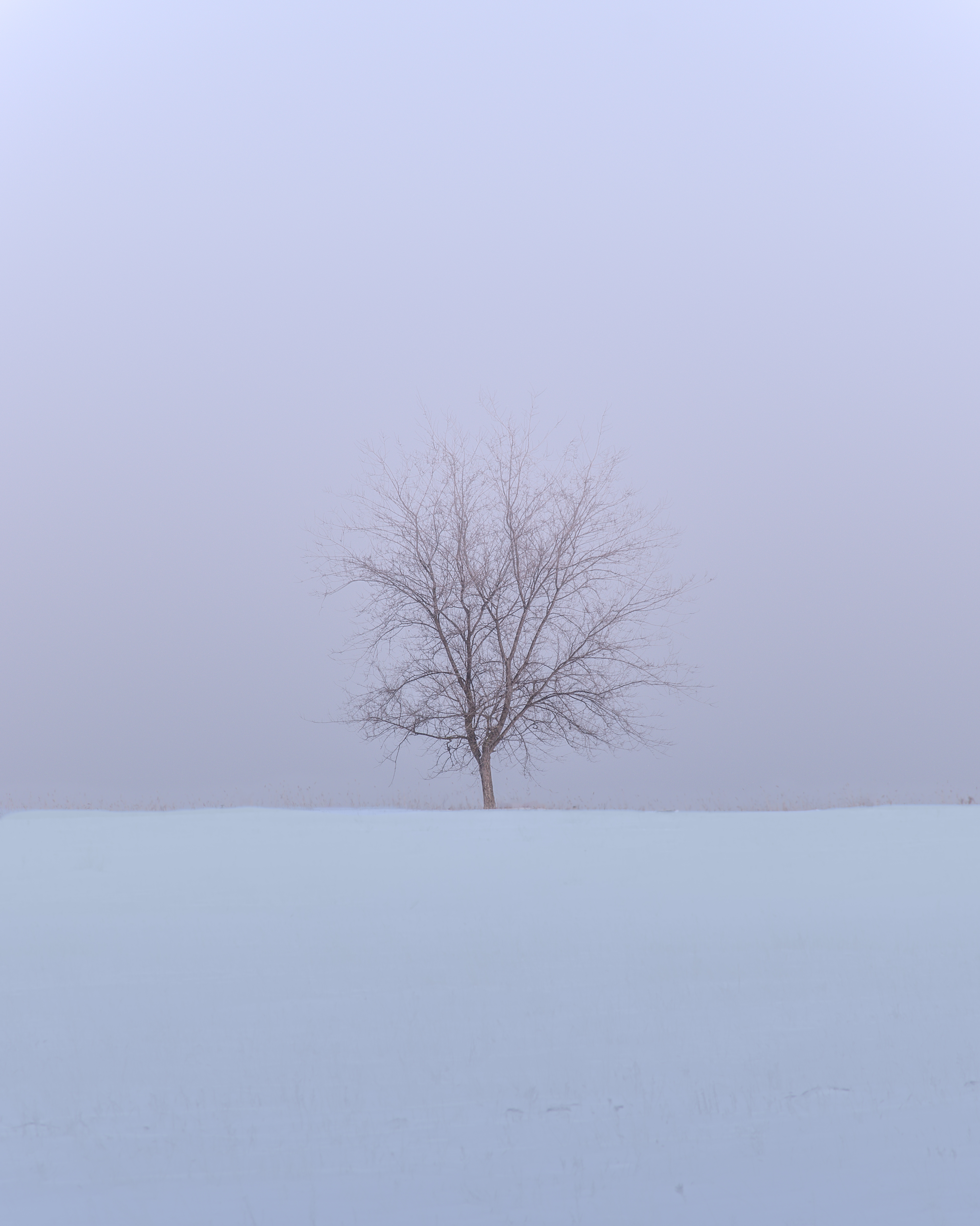 Download mobile wallpaper Snow, Wood, Field, Tree, Nature, Winter, Minimalism for free.