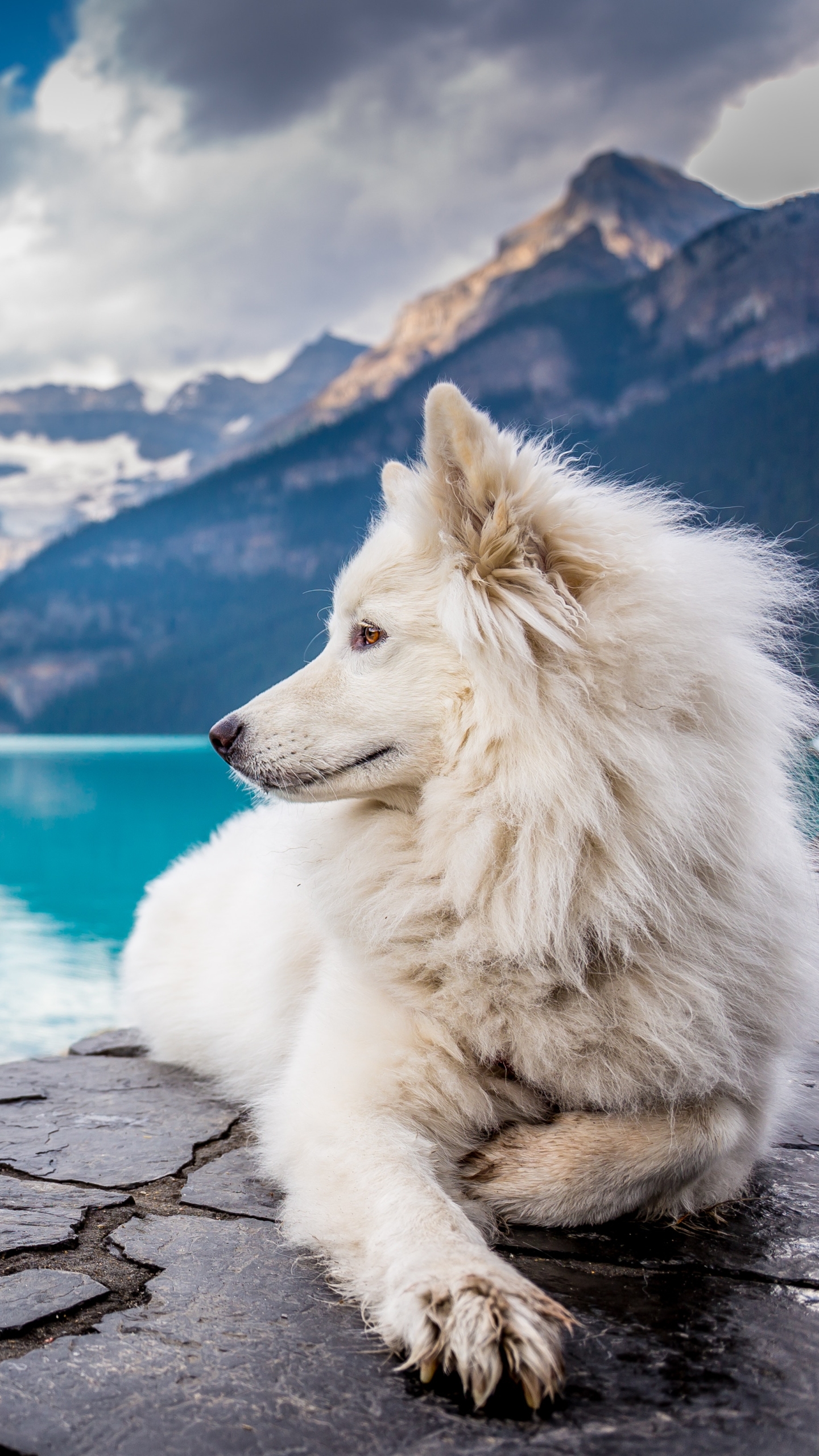 Download mobile wallpaper Dogs, Lake, Canada, Dog, Animal, Banff National Park, Lying Down, Depth Of Field for free.