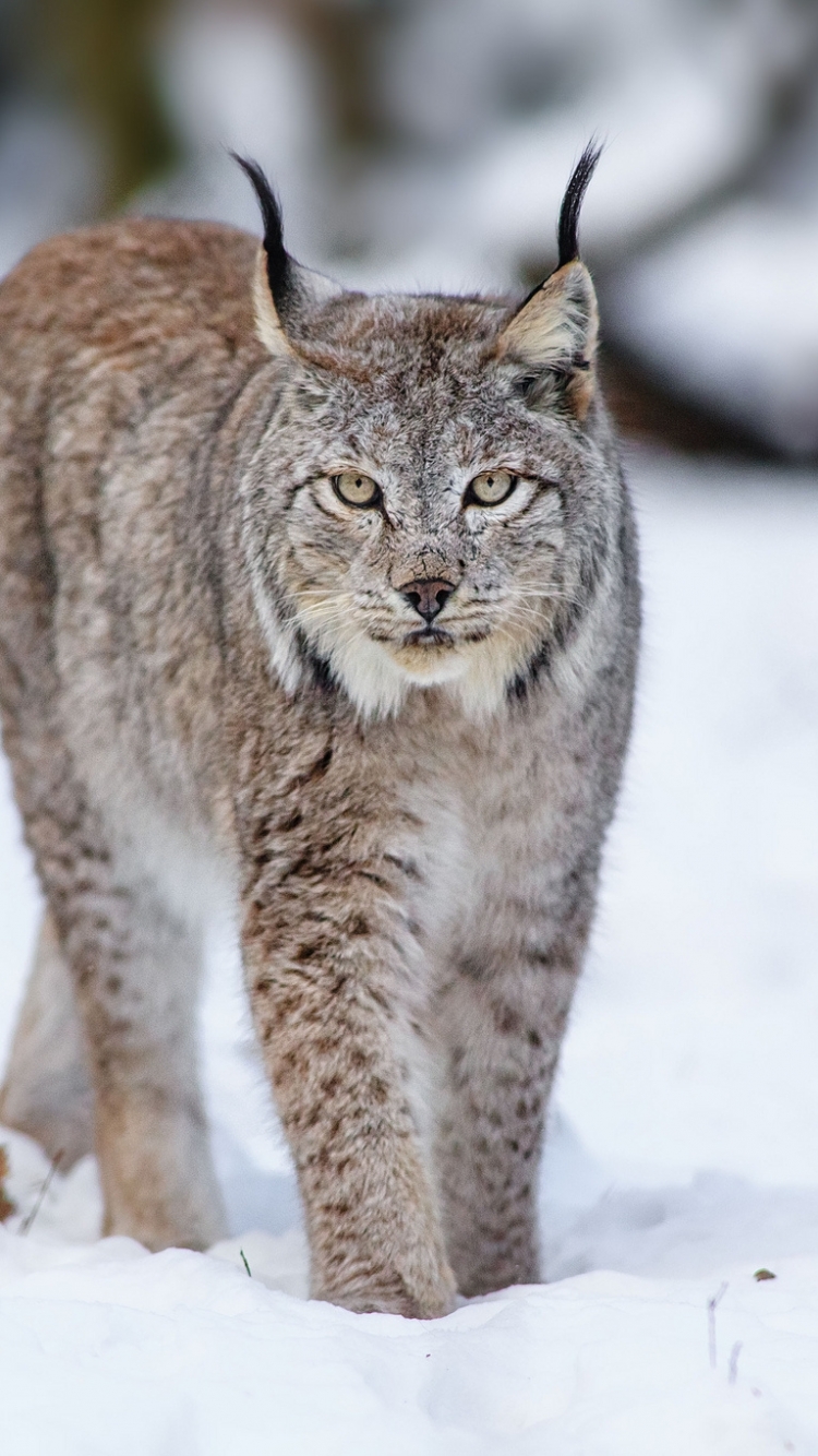 Handy-Wallpaper Tiere, Katzen, Luchs kostenlos herunterladen.