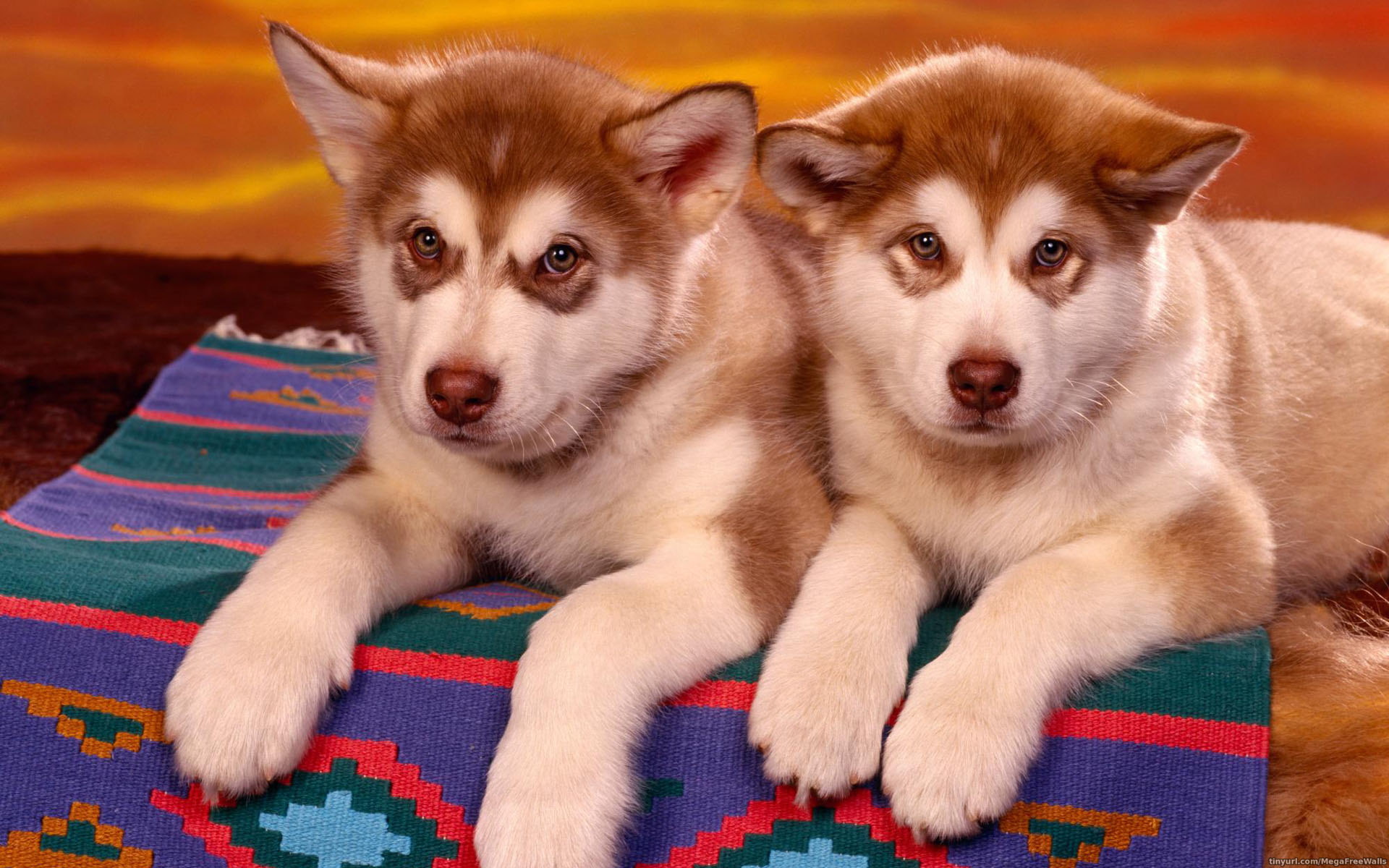 Free download wallpaper Dog, Animal, Puppy, Husky, Cute on your PC desktop