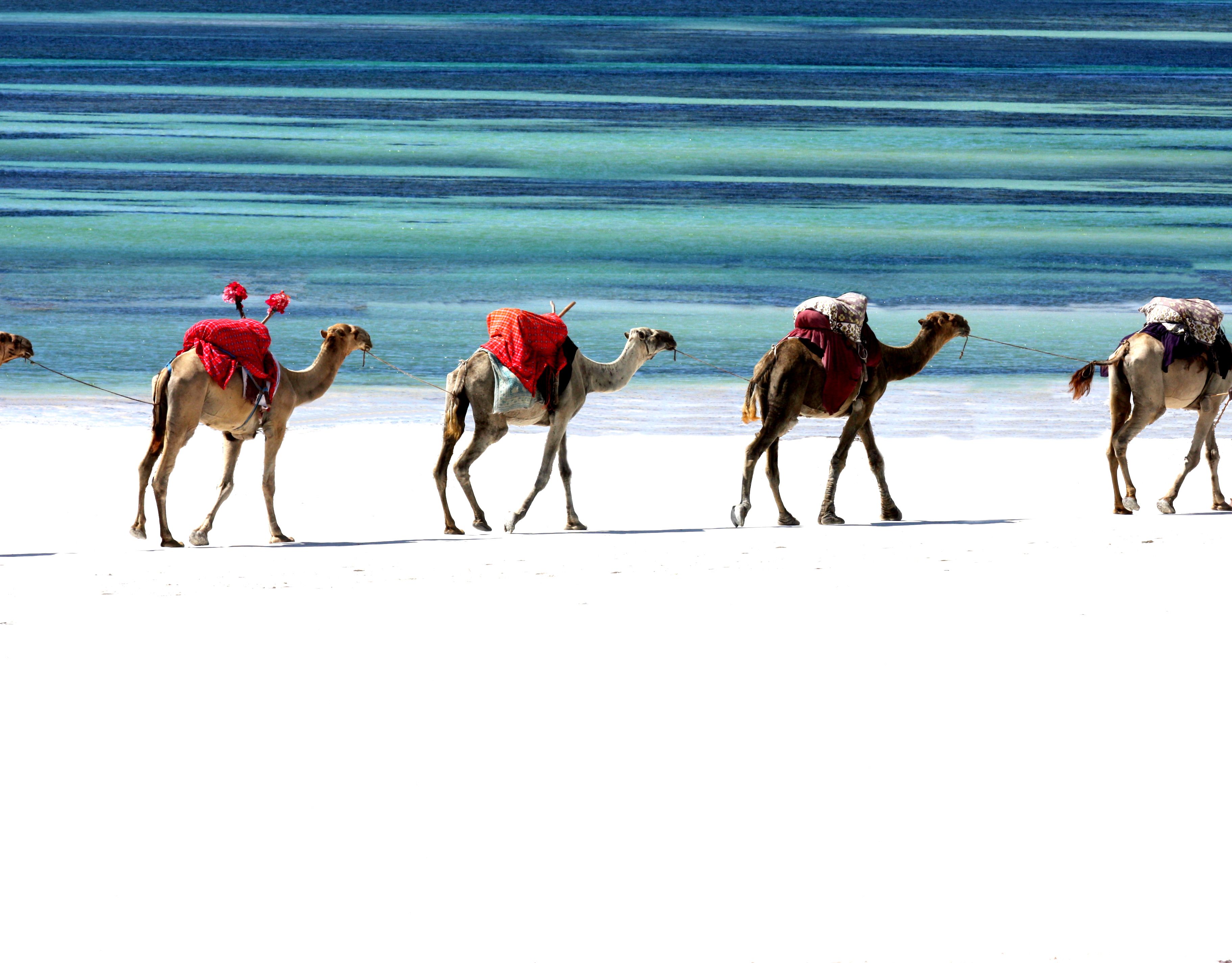 728319 descargar fondo de pantalla fotografía, caravana, camello: protectores de pantalla e imágenes gratis